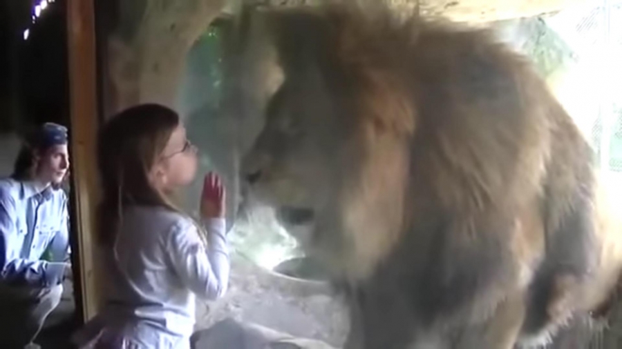 ¿Cómo reaccionó un león tras un beso de una niña?