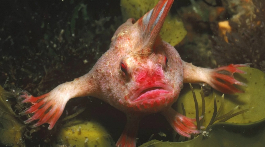 Descubren una nueva colonia de peces punk que “caminan” en Australia
