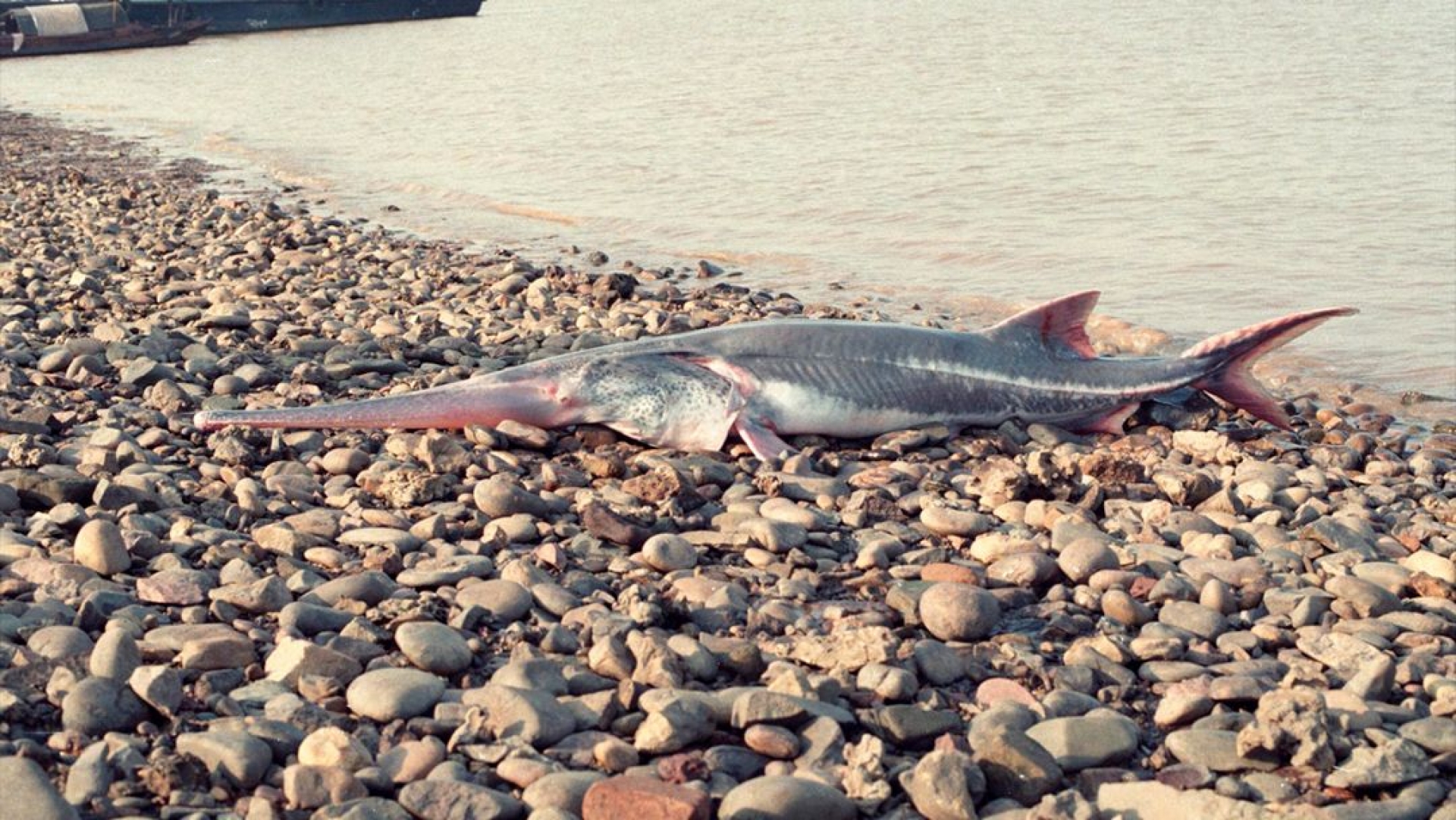 Este pez de 7 metros de largo es la primera especie extinta del 2020