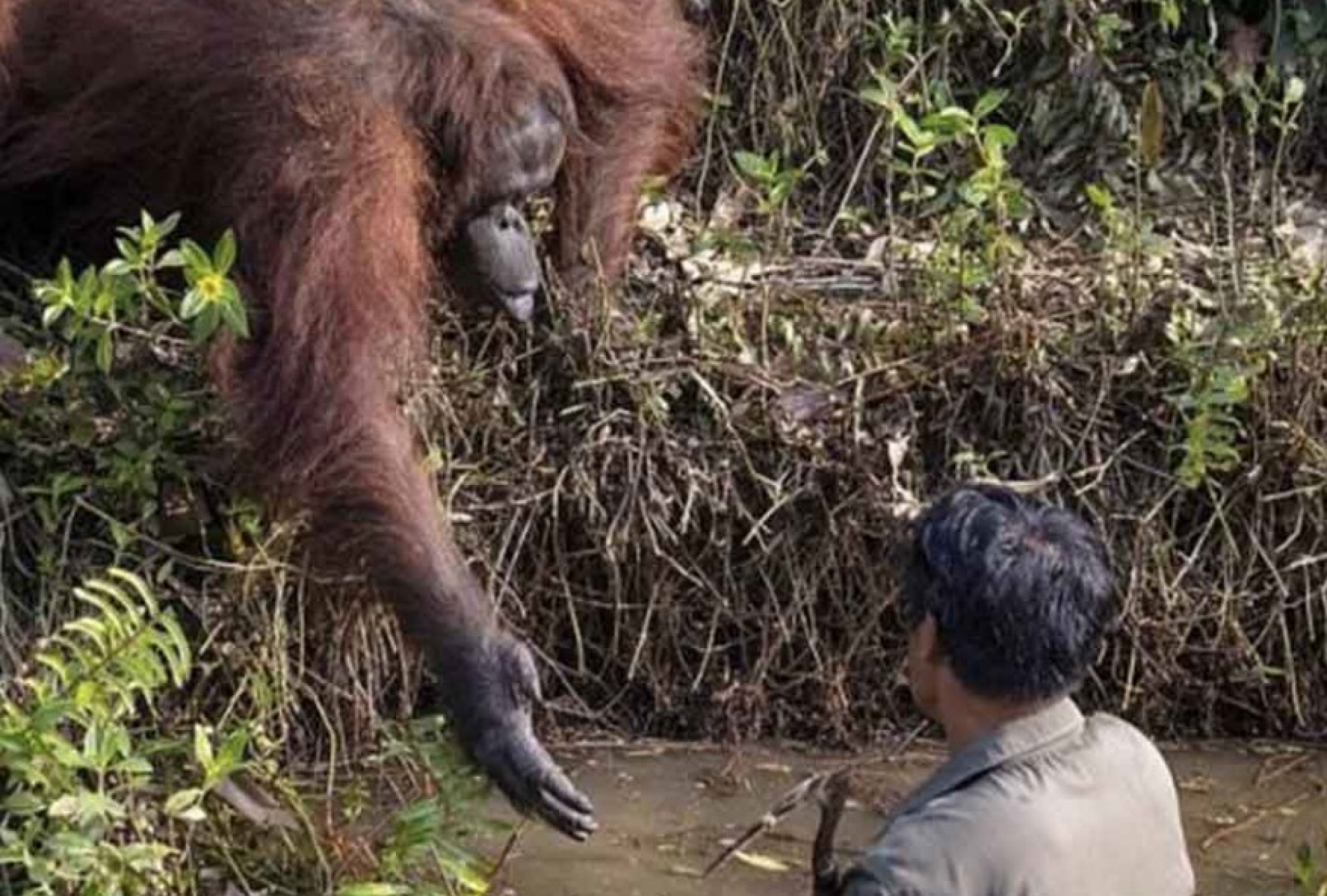 ¿Una 'manita? Orangután ayuda a un hombre en el río