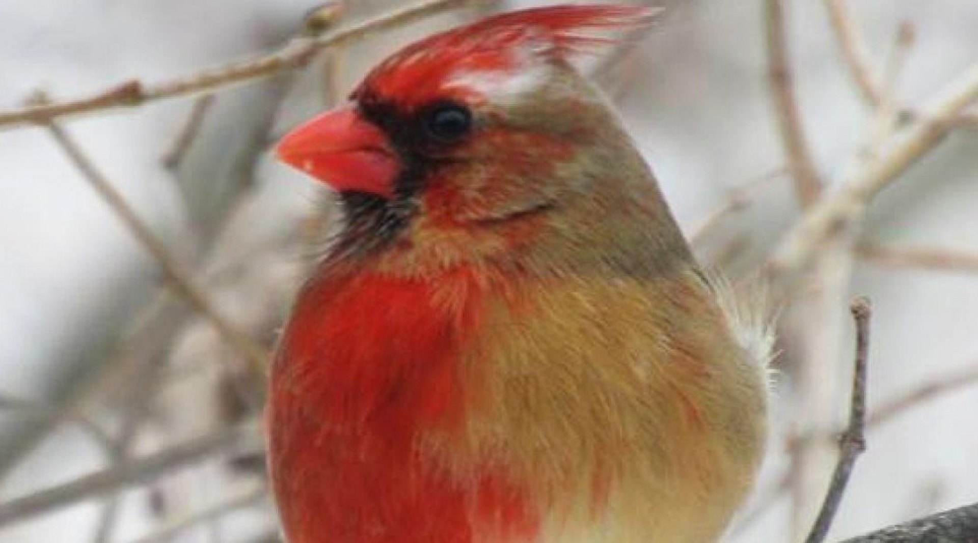 Encuentran un raro cardenal mitad macho, mitad hembra