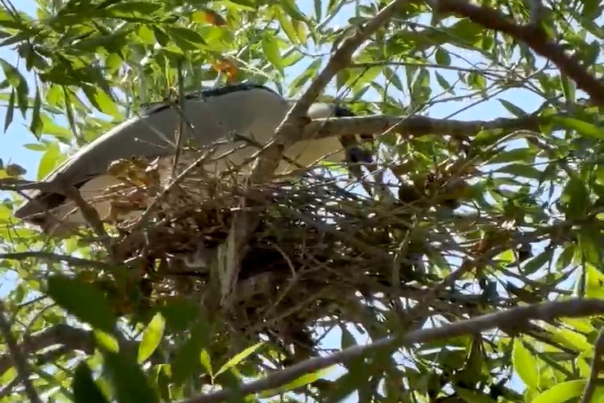 Alerta sanitaria por aves migratorias en secundaria de Río Bravo, Tamaulipas