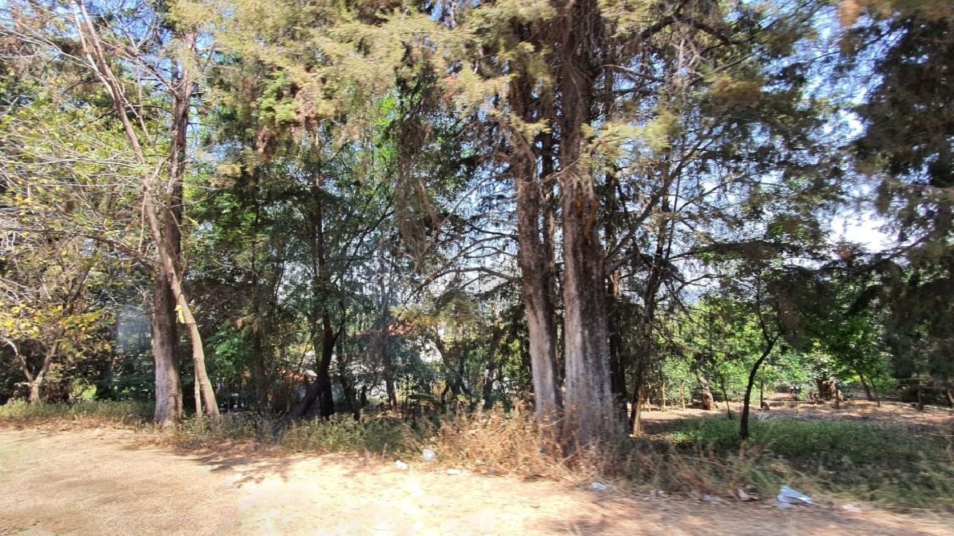 Aseguran que la tala clandestina se ha reducido en Tetela del Volcán
