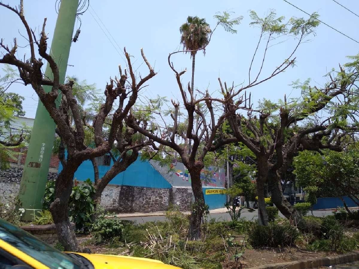 Sospechan que la CFE dañó árboles de la avenida Teopanzolco