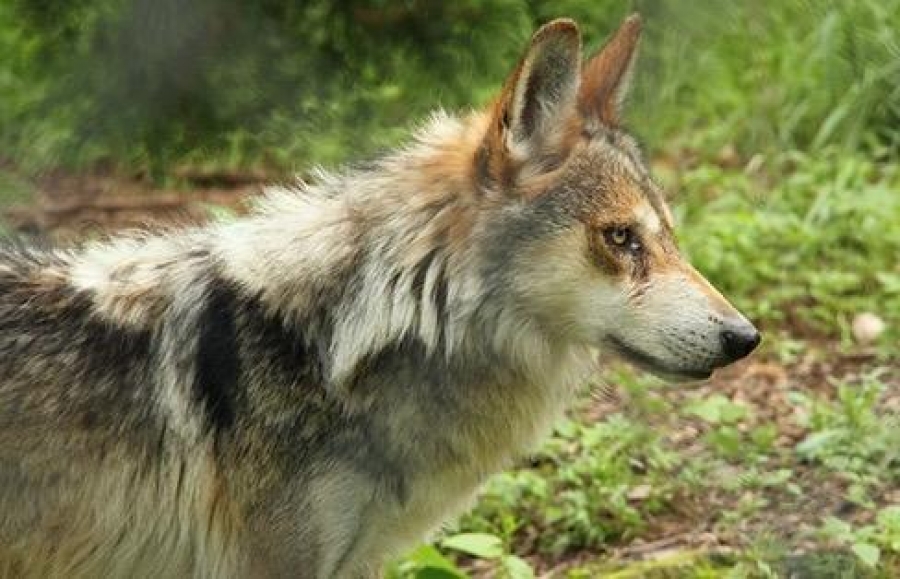 Liberan a 6 lobos mexicanos en la Sierra Madre Occidental