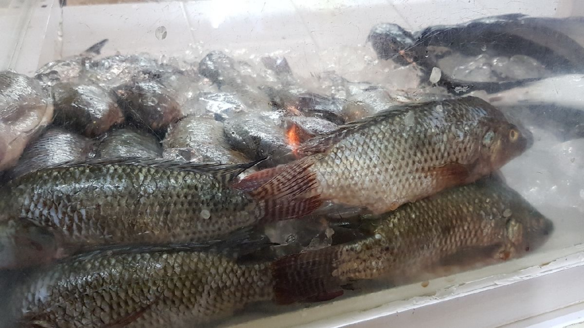 Aumenta costo de pescado y mariscos: comerciantes