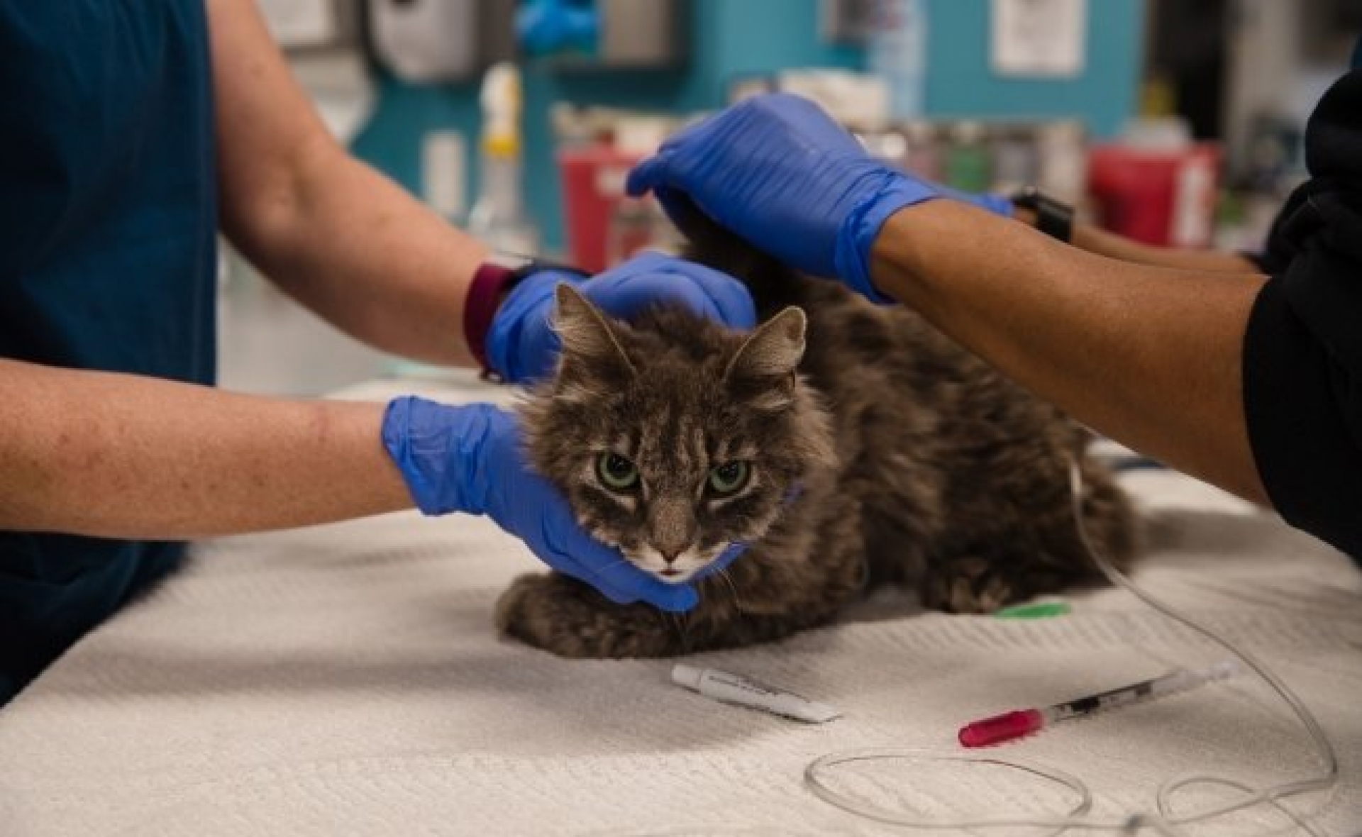 Dos gatos domésticos dan positivo a prueba de coronavirus