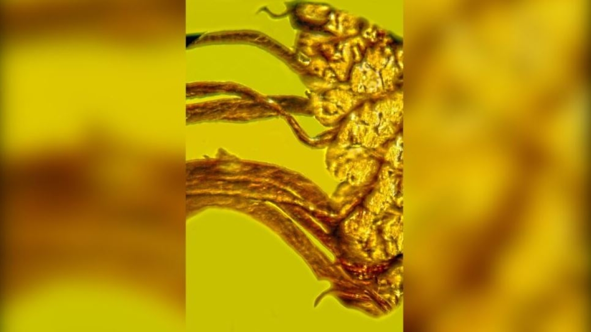 Semillas de piña que estaban germinando se fosilizaron en ámbar