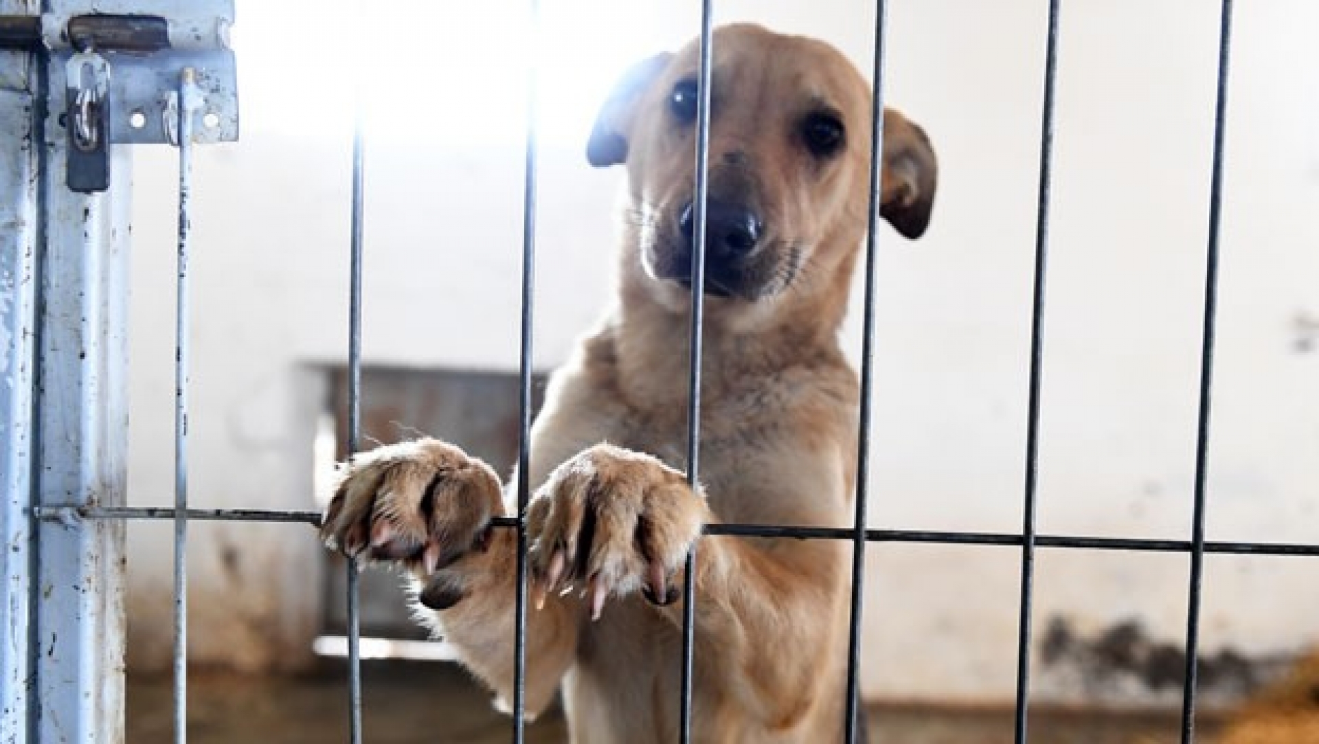 Sancionará Ayuntamiento maltrato animal