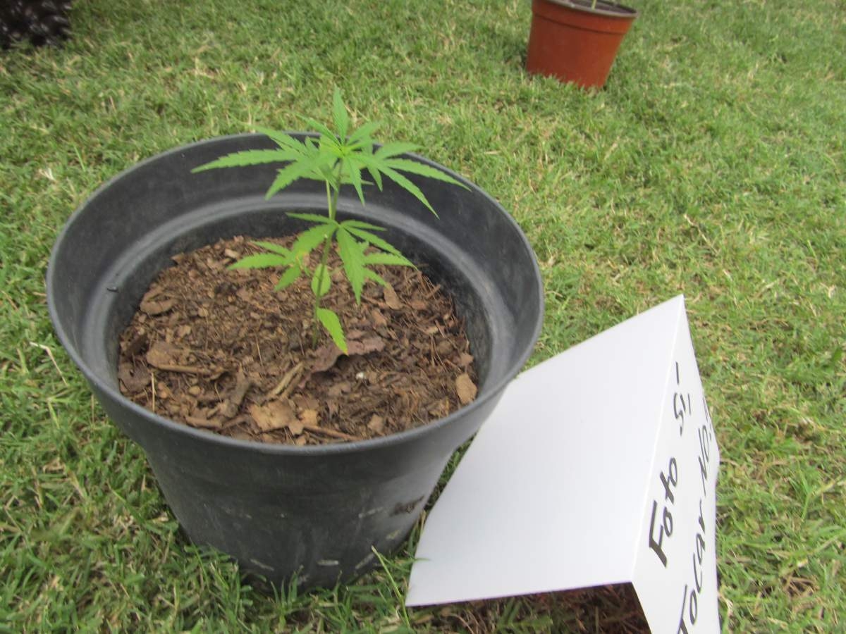 Sembrarán planta de mariguana en Jojutla