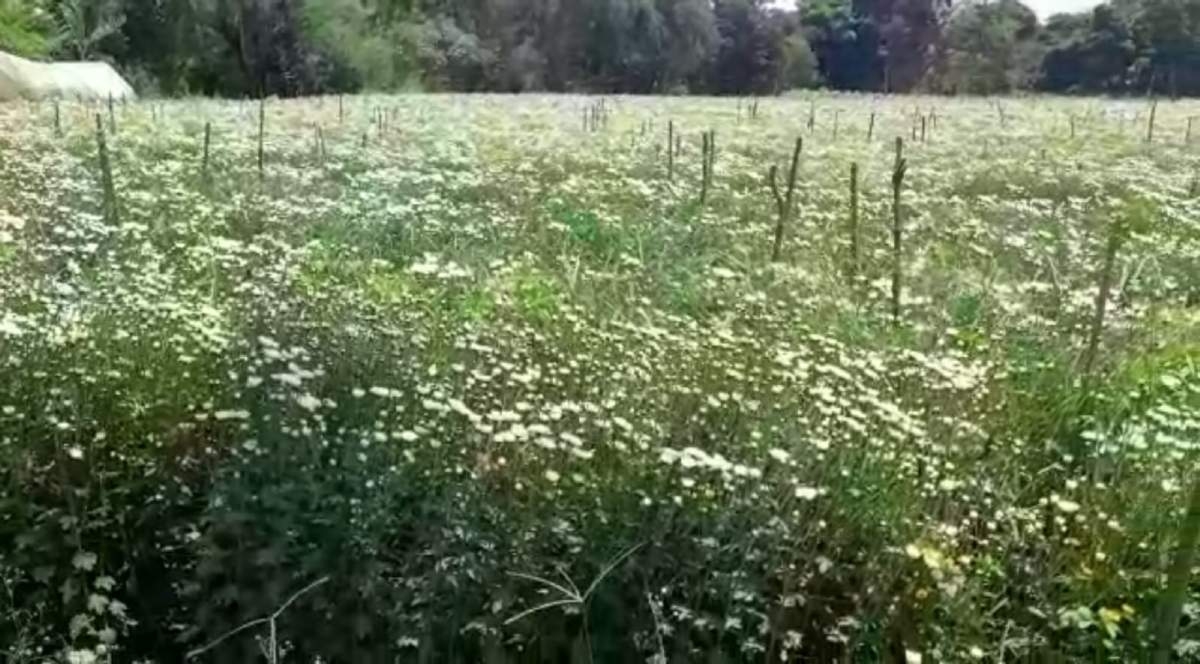 Lluvias recientes afectaron a floricultores de Tetecala
