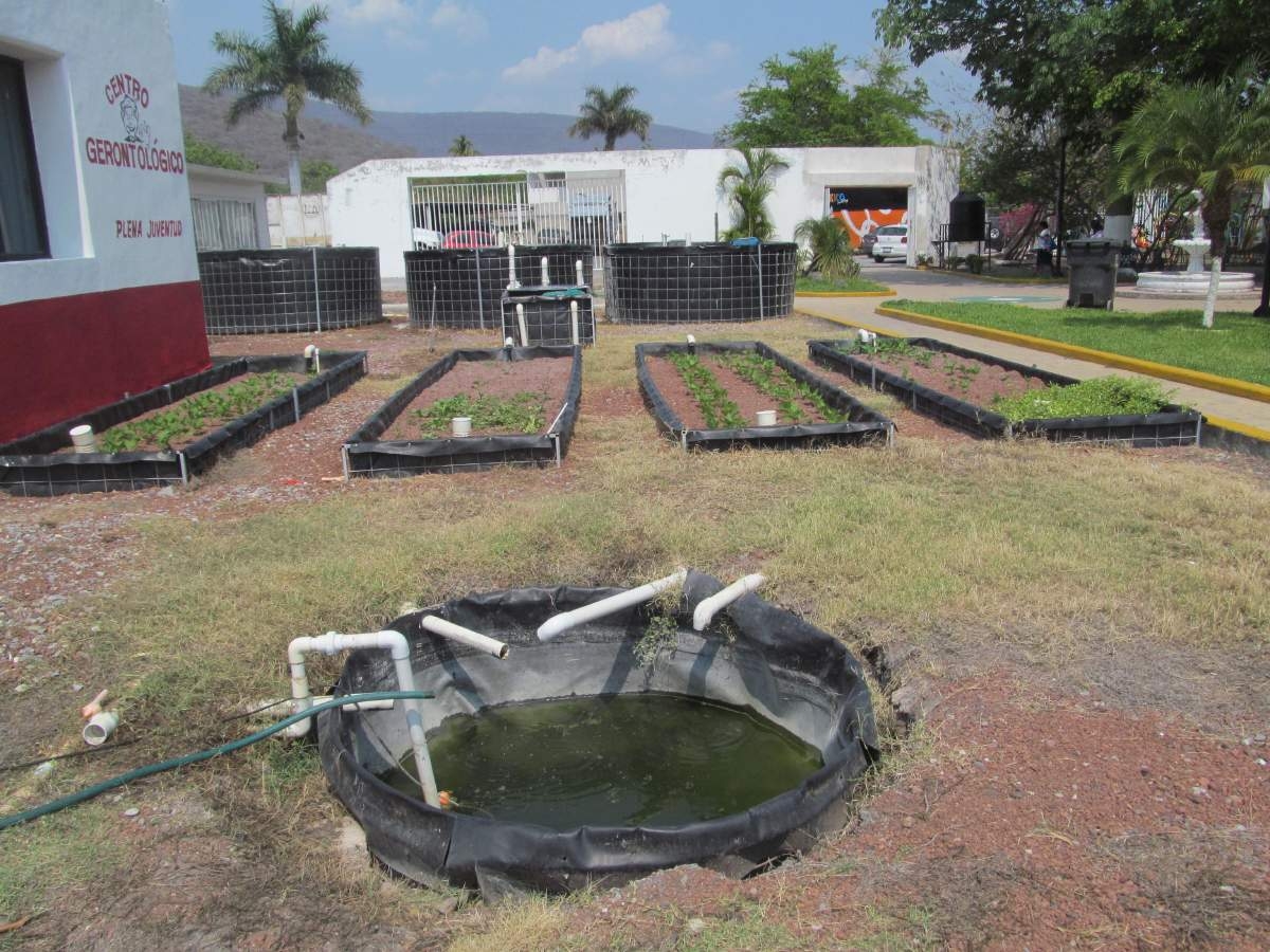 Preparan segunda “cosecha” de mojarra y hortalizas en dif de Tlaquiltenango