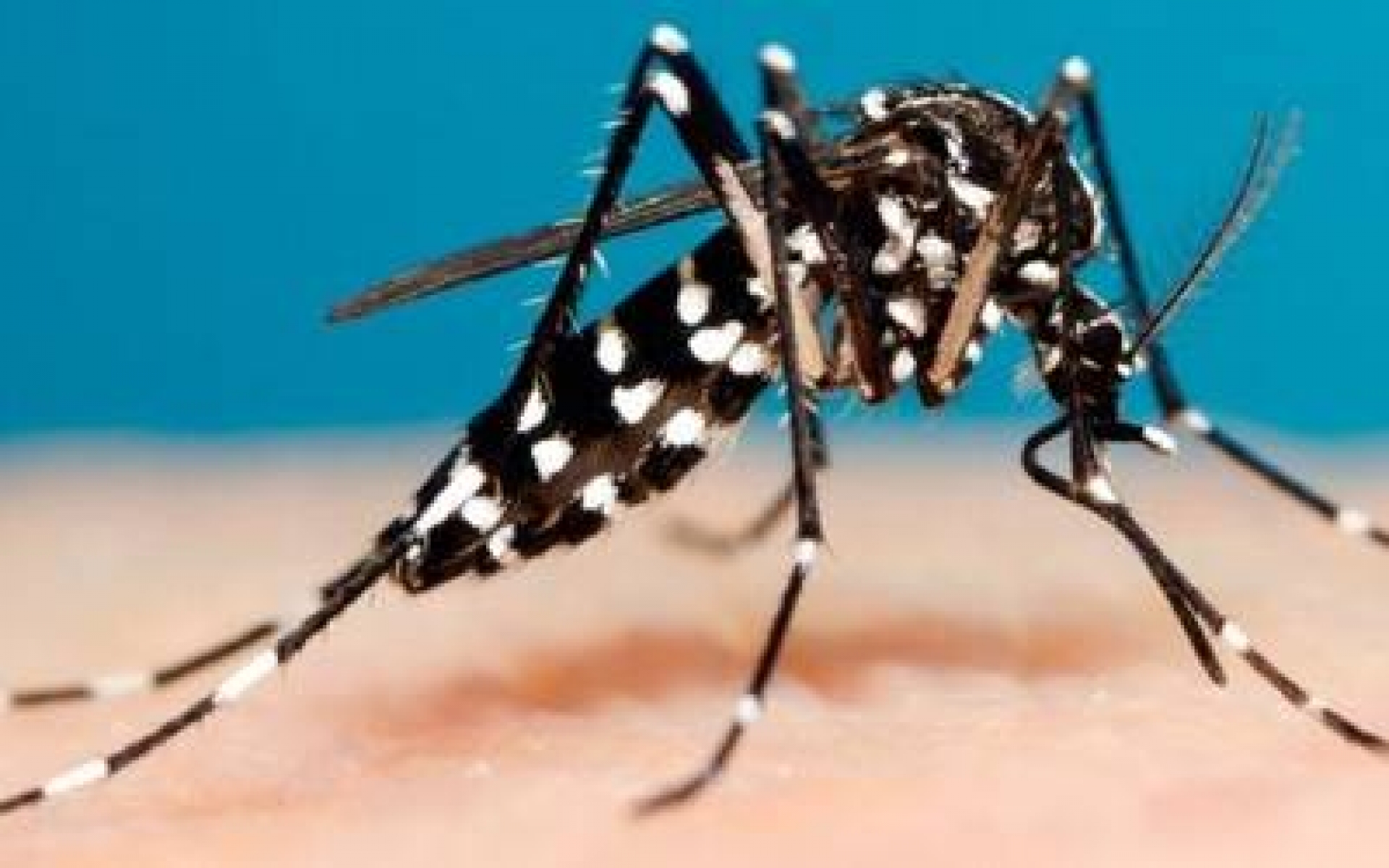 Ya son 281 casos confirmados de dengue