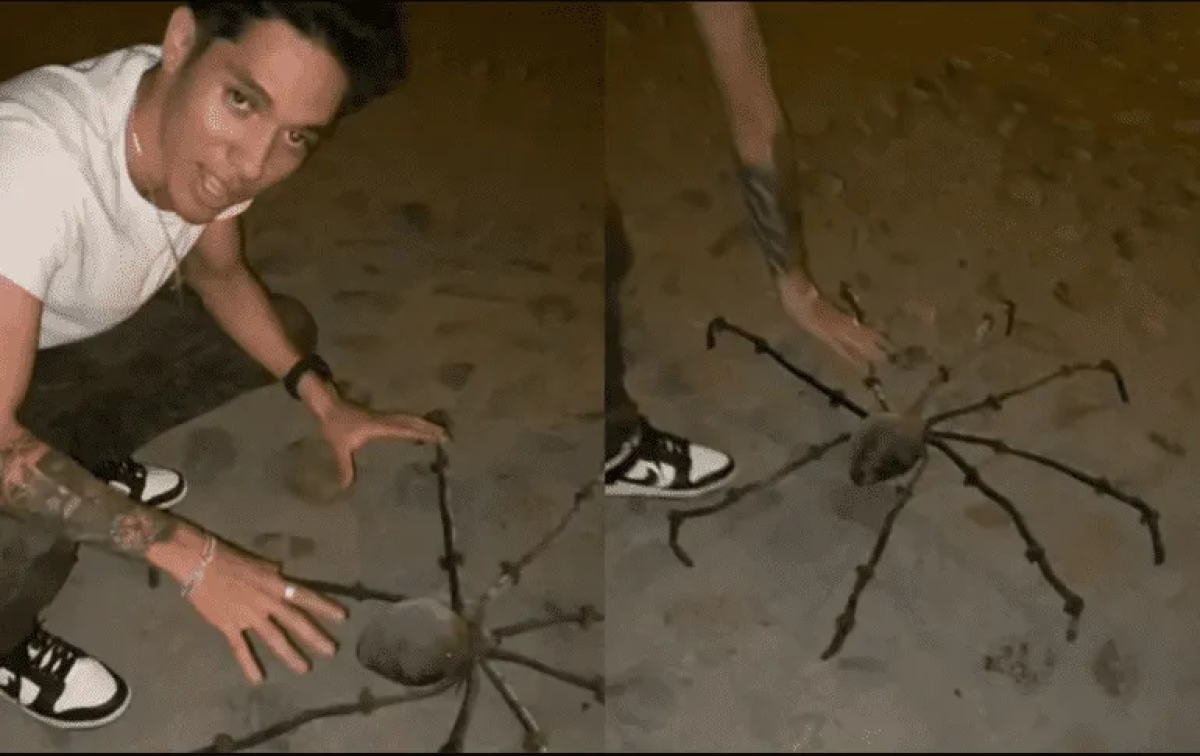 Araña hecha de coco saca varios sustos en TikTok