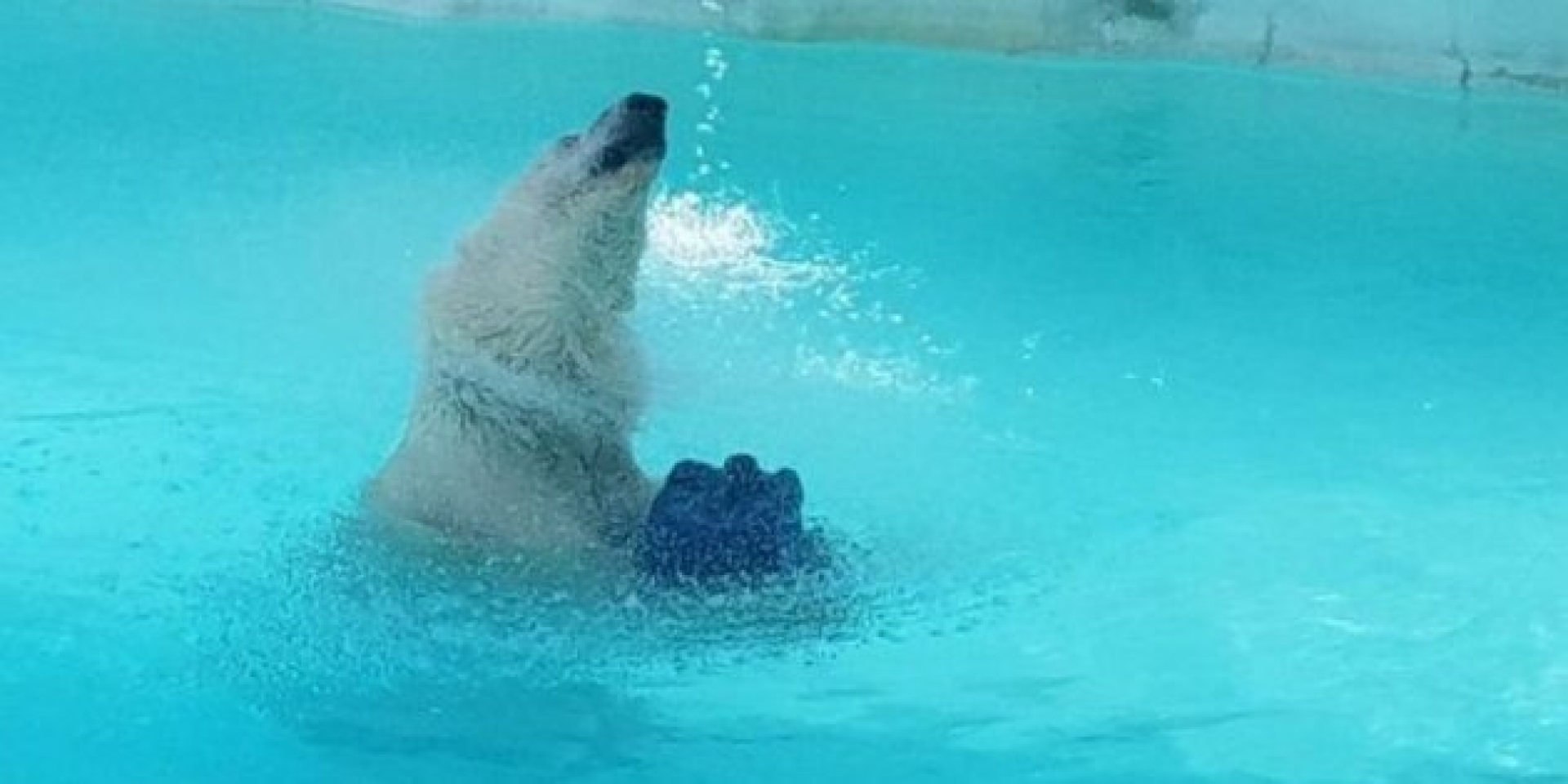 Yupik no se va de Morelia