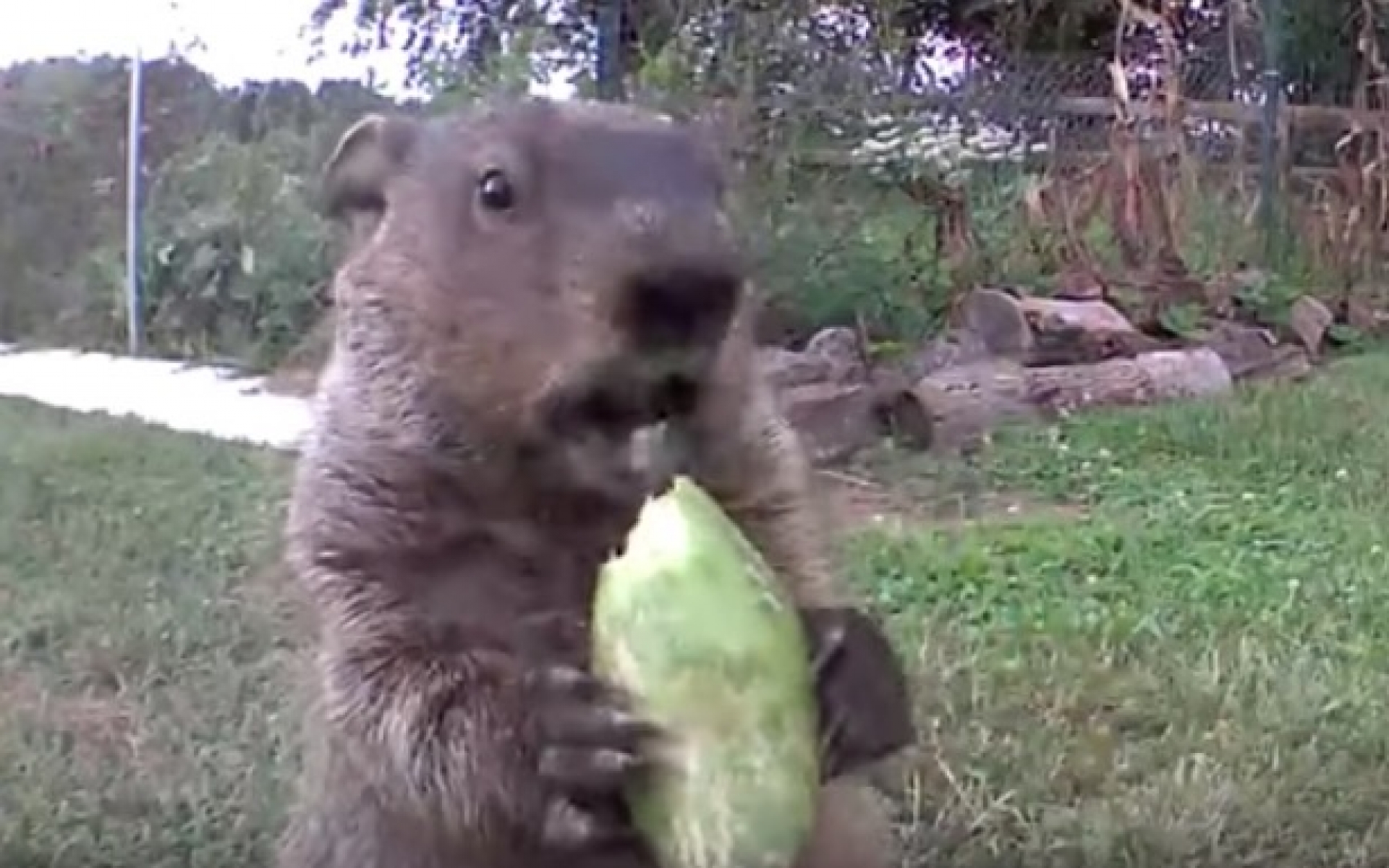 VIDEO: Así descubre al 'adorable ladrón' de su jardín