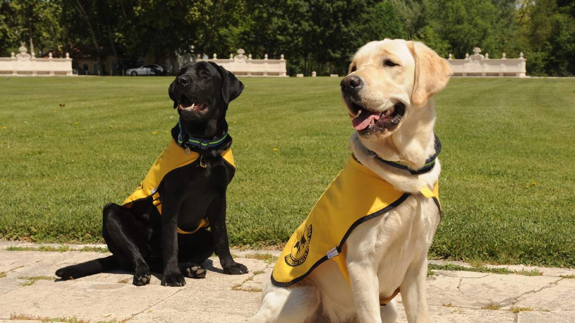 Animales de servicio tendrán libre acceso a establecimientos