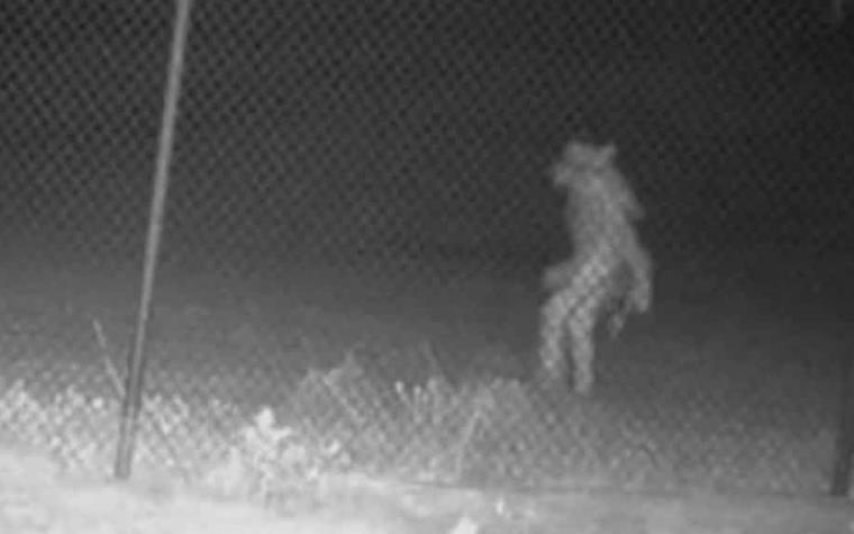 Captan extraña criatura en Texas; usuarios de redes dicen que es 'El Chupacabras'