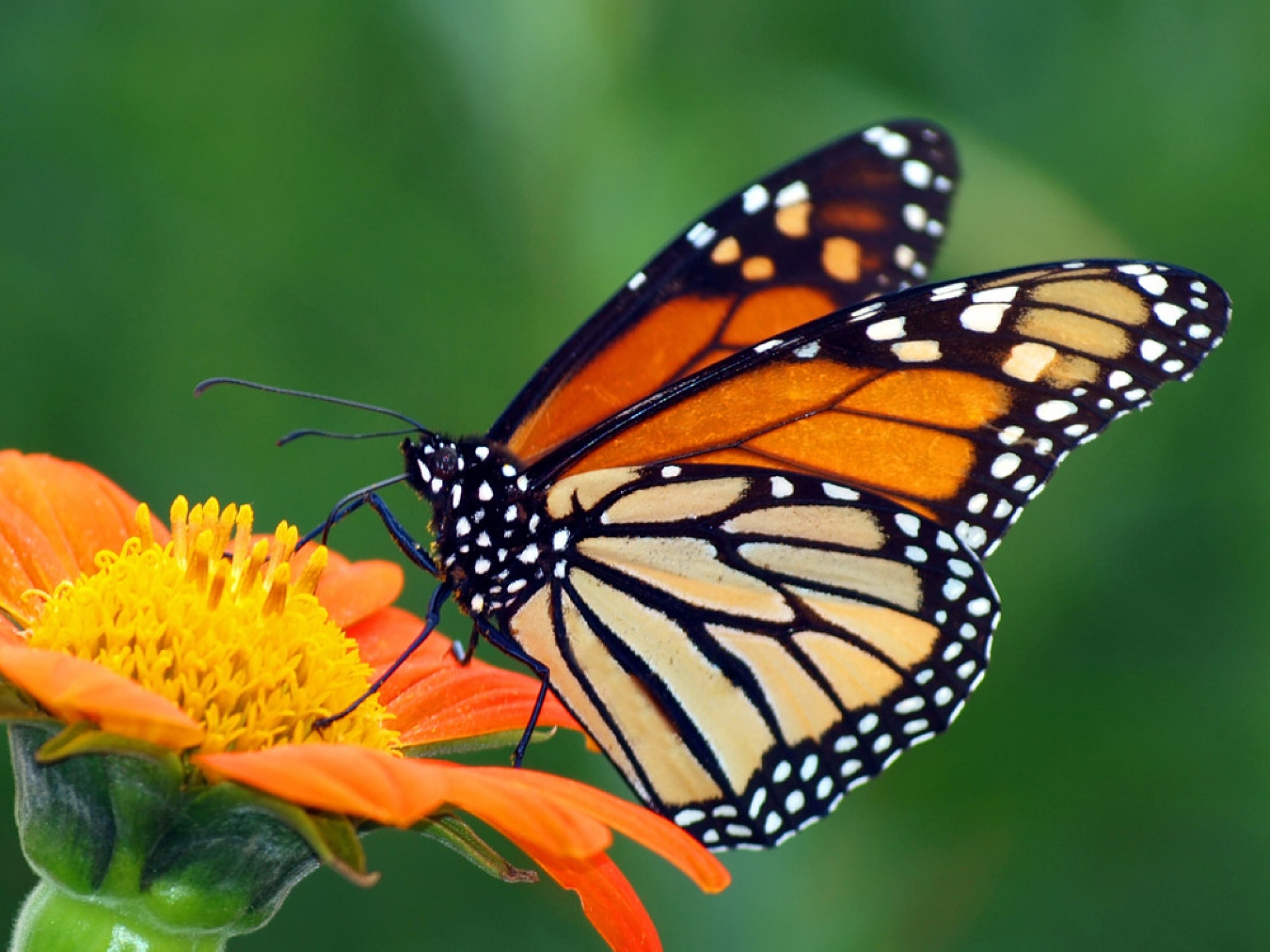 Cada vez son menos las mariposas monarca que migran a México, y al parecer es culpa de los huracanes