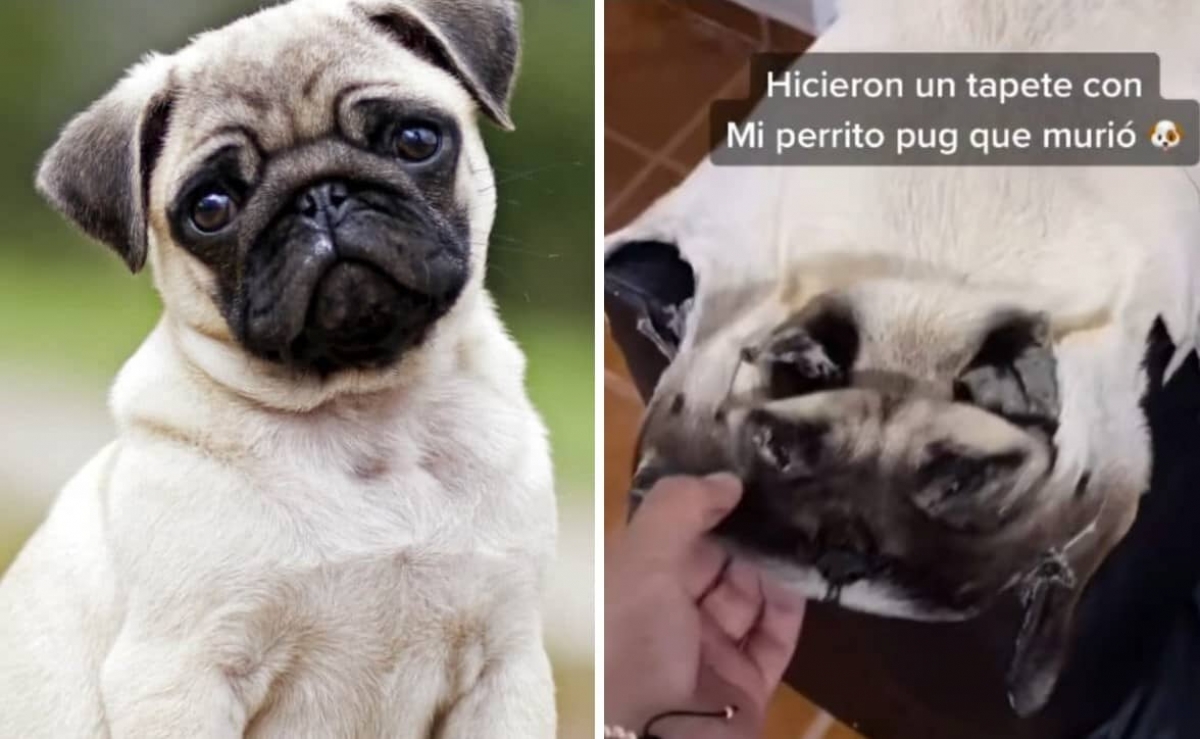 TikToker muestra un tapete hecho con la piel de su perrito