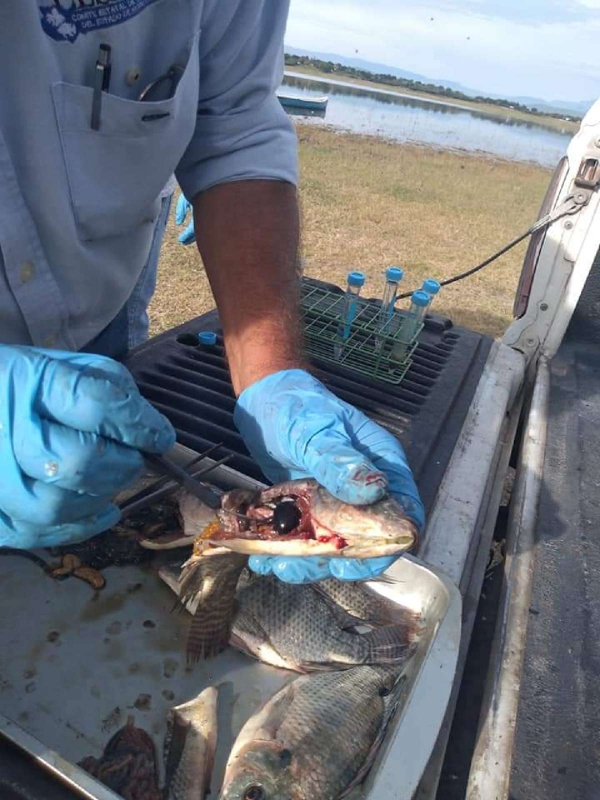 Realizan prueba para garantizar calidad de mojarra de El Rodeo y Coatetelco
