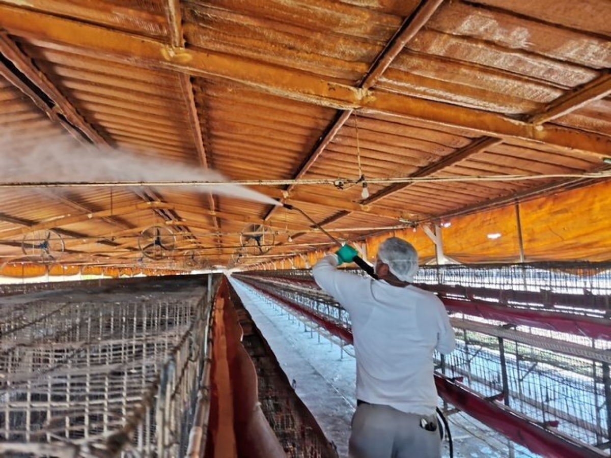 México detecta cepa H5N1 de gripe aviar en granja en Nuevo León