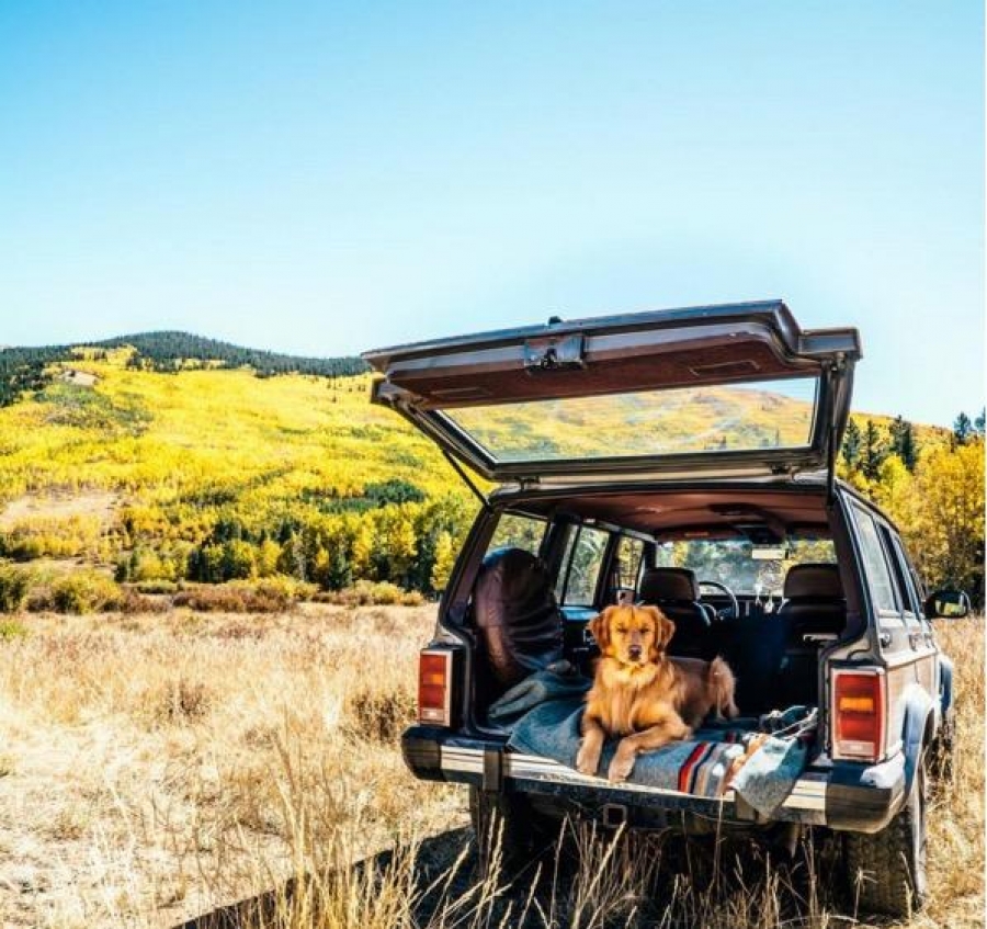 Aspen, el perro que nació para viajar