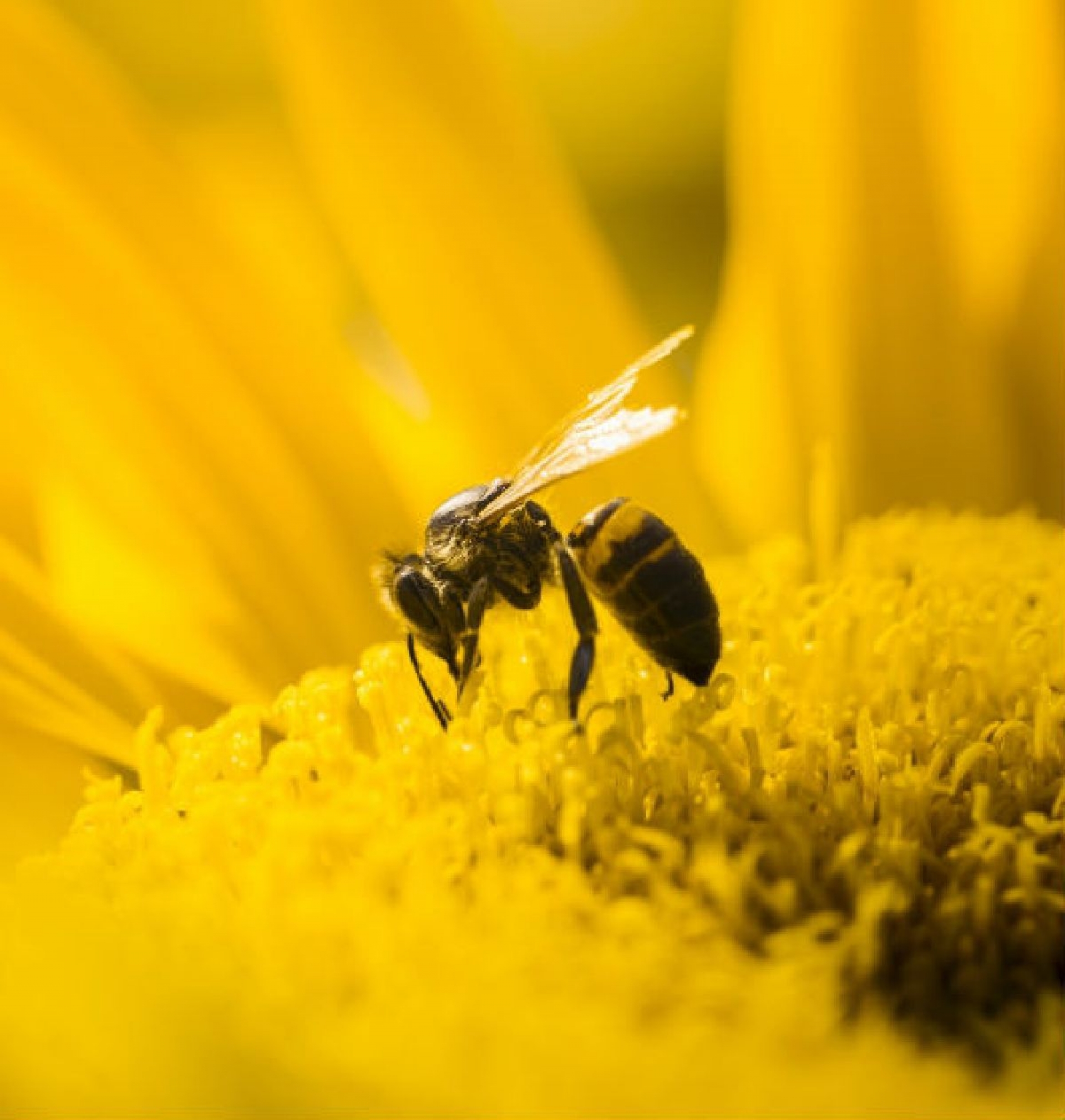 Abejas