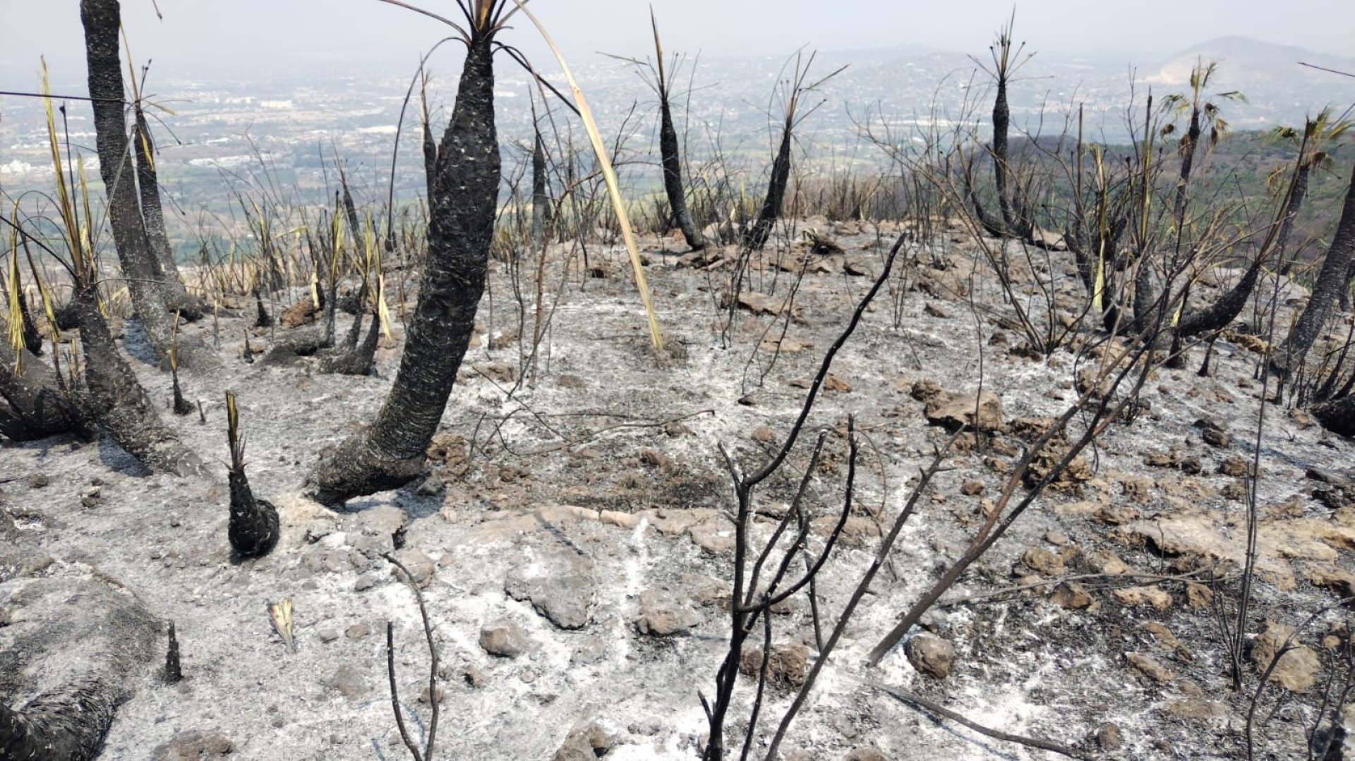 Avanza liquidación del incendio en el ANP Sierra Montenegro