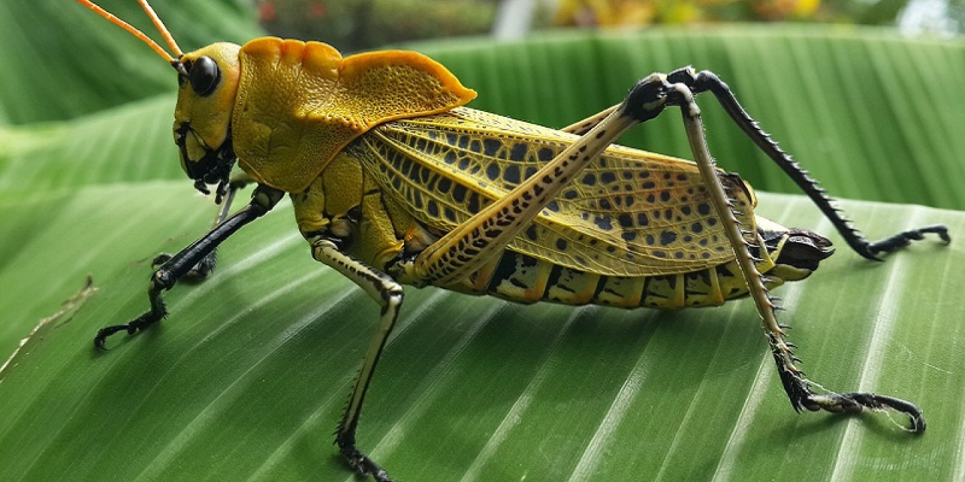 Insectos, 41% en declive y 30% en peligro de extinción