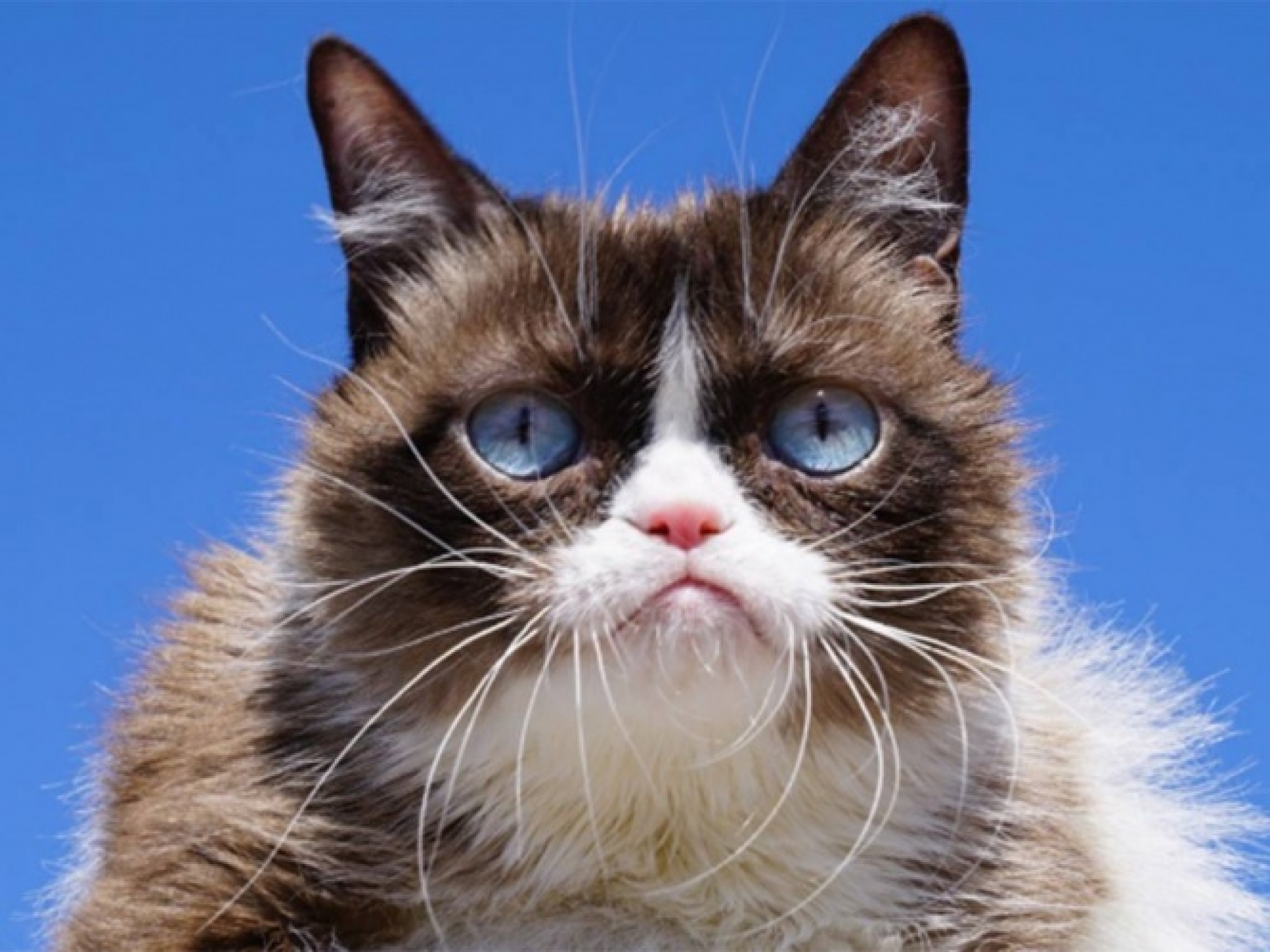 Muere la famosa gatita 'Grumpy Cat'