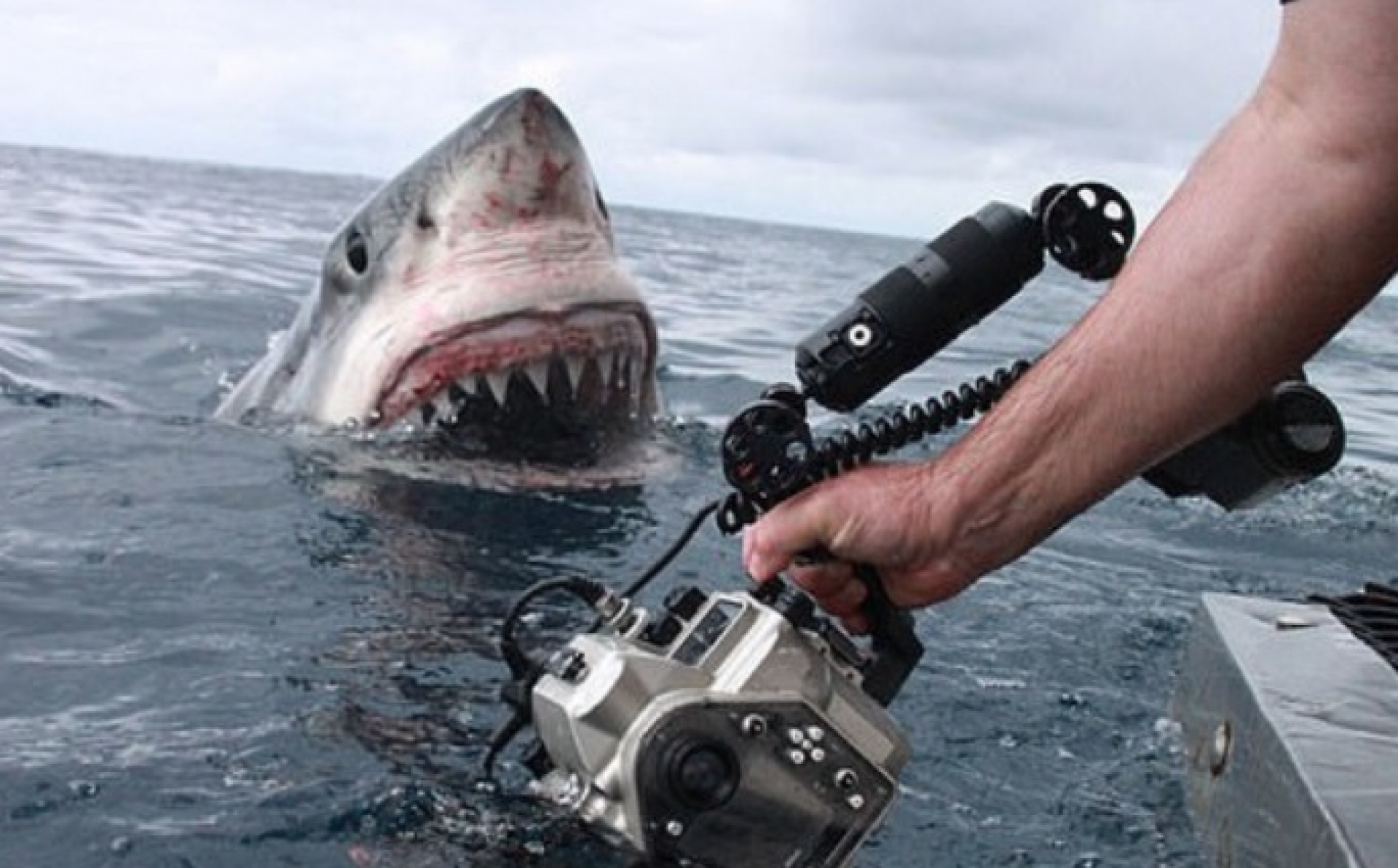 VIDEO: Fotógrafo capta su impactante encuentro con un tiburón blanco