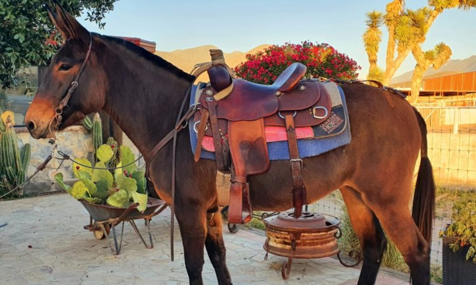 ¡Burros 100% mexicanos! Desarrollan nueva raza más grande