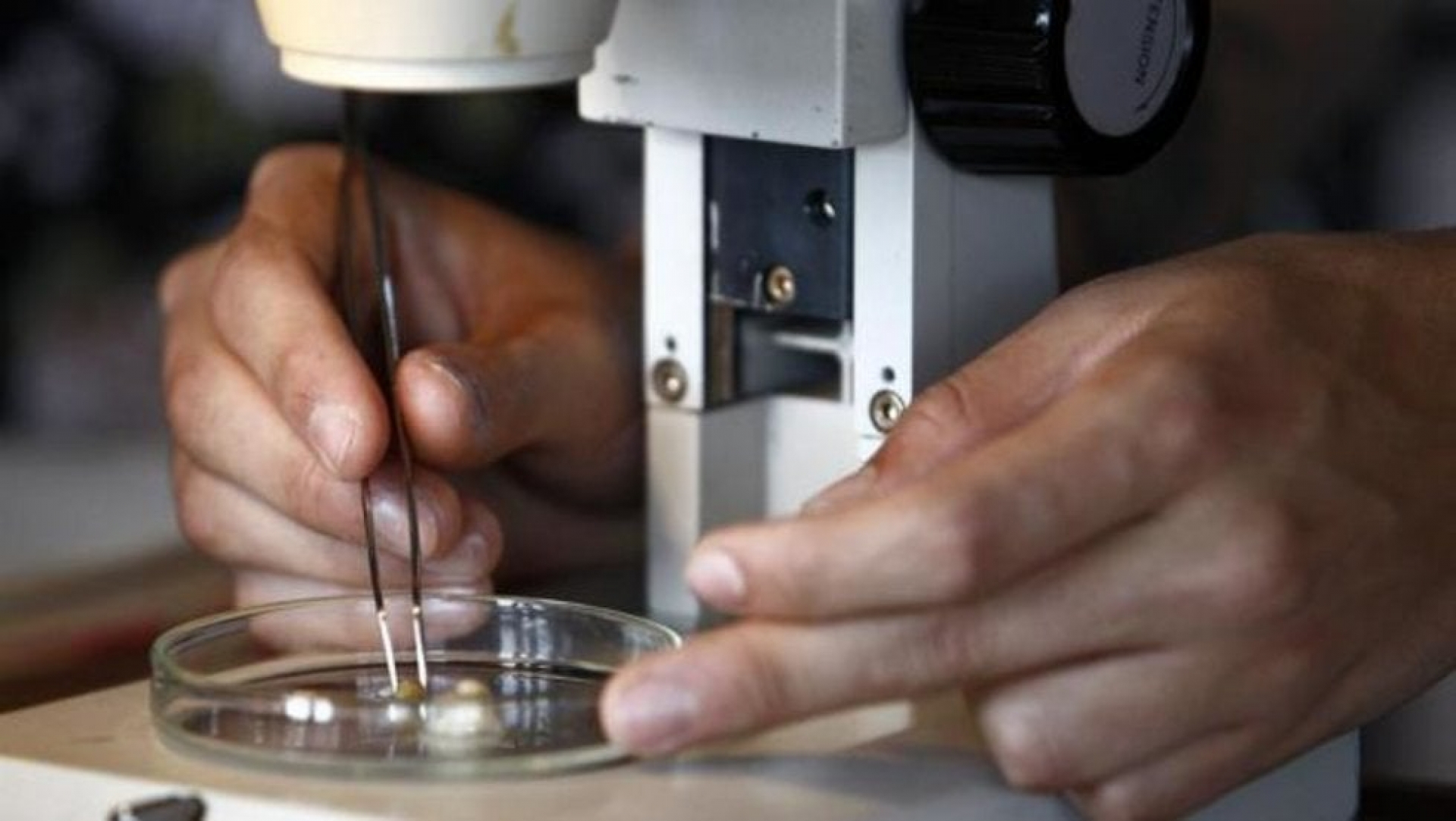 Científicos descubren anticuerpos humanos que bloquean infección del Covid-19 en las células