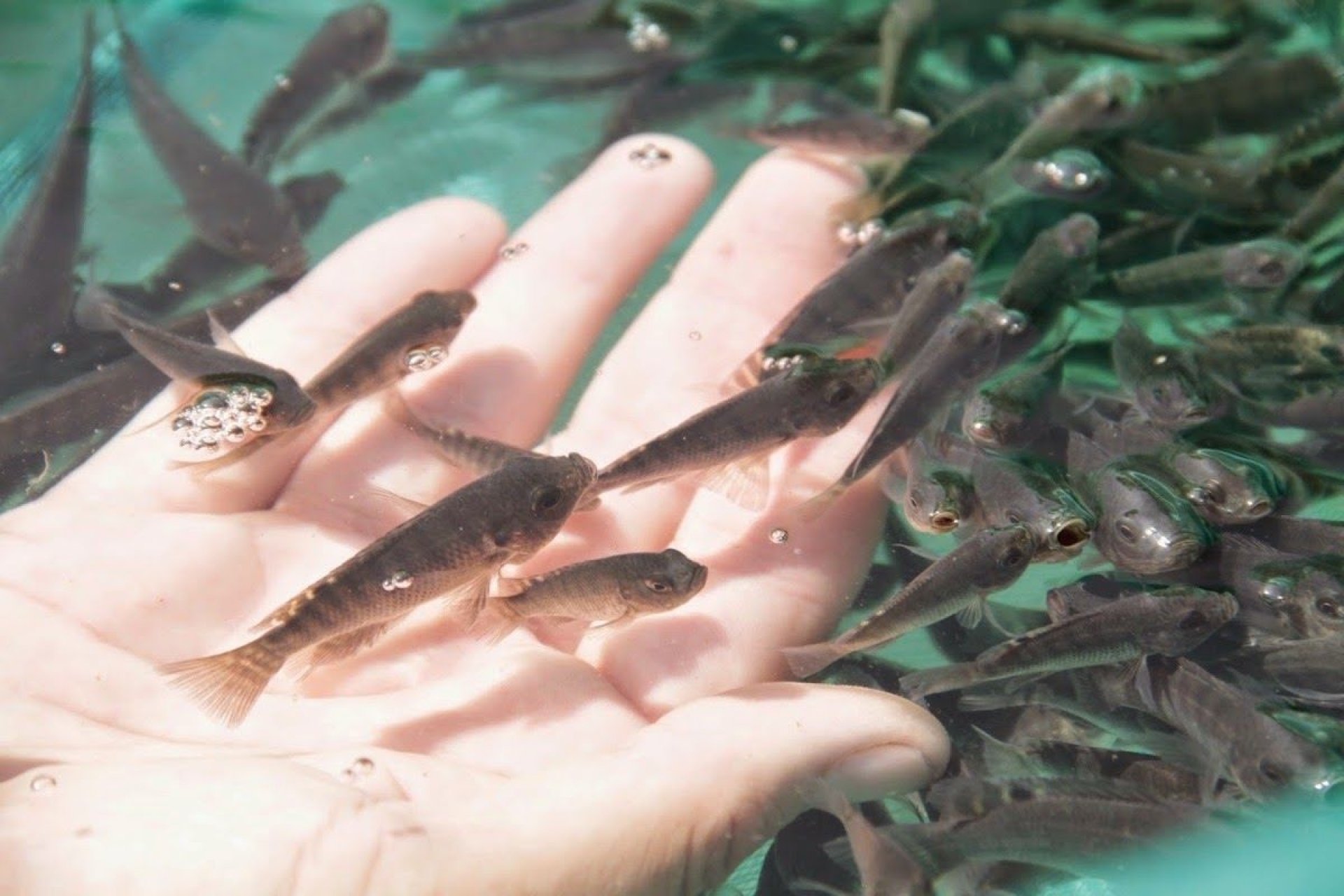 Buscan fortalecer la pesca en la represa de Teacalco