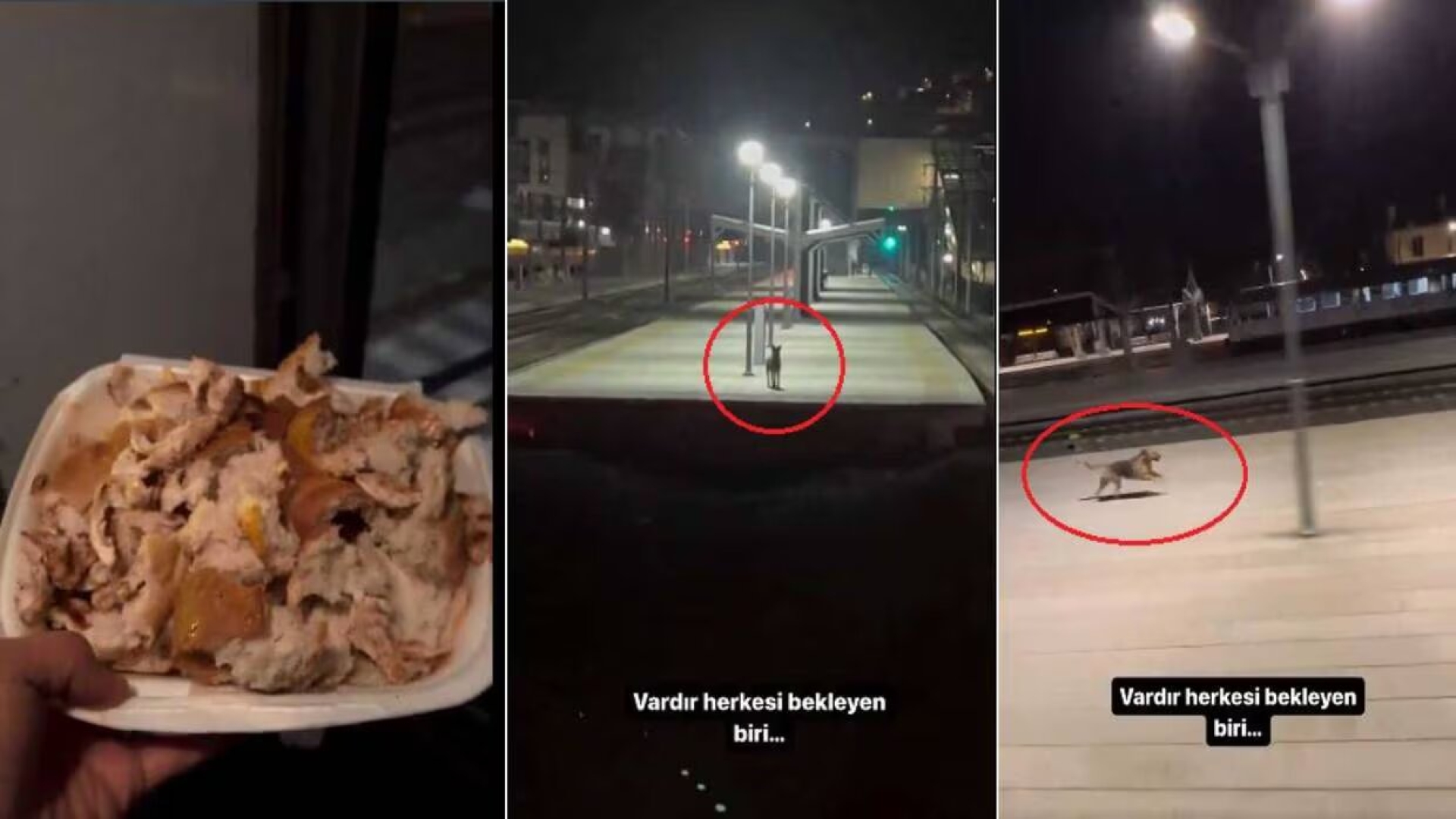Conmueve en redes: Perrito callejero espera al conductor de tren que lo alimenta diariamente