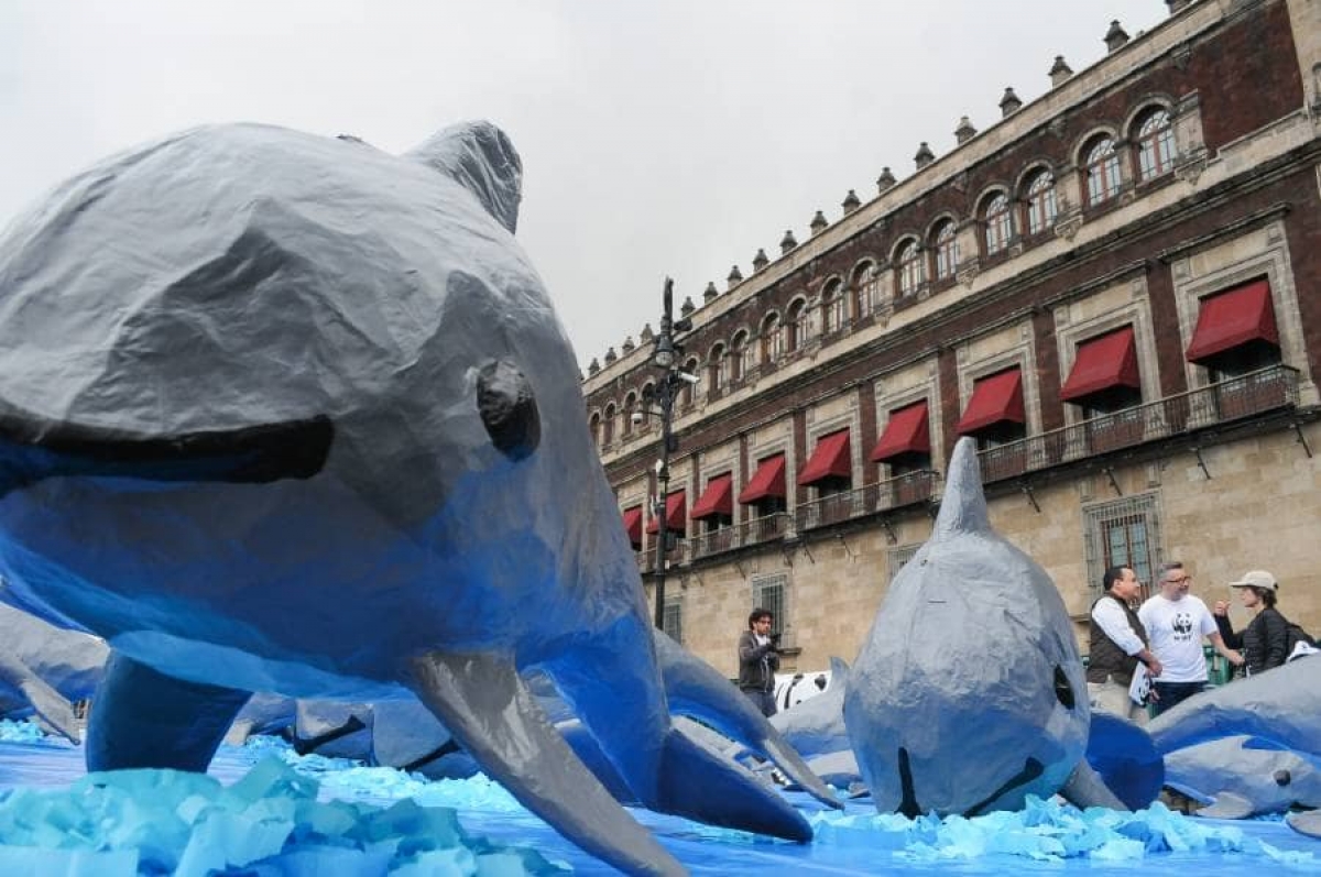 Gobierno de AMLO abandona a la vaquita marina, que se acerca a la extinción