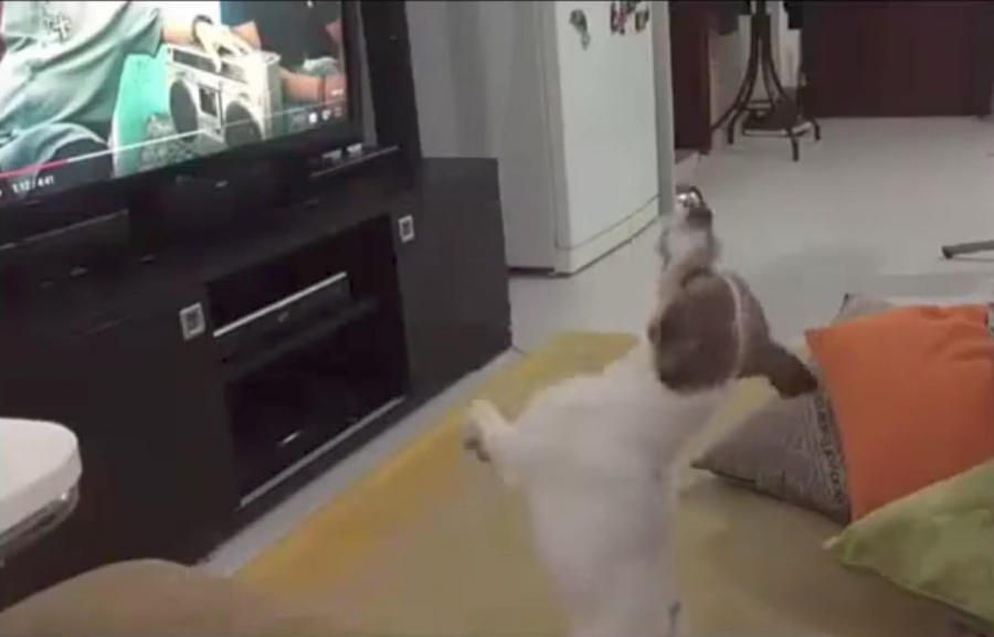 VIDEO: 'Despacito' tiene éxito hasta en el mundo animal