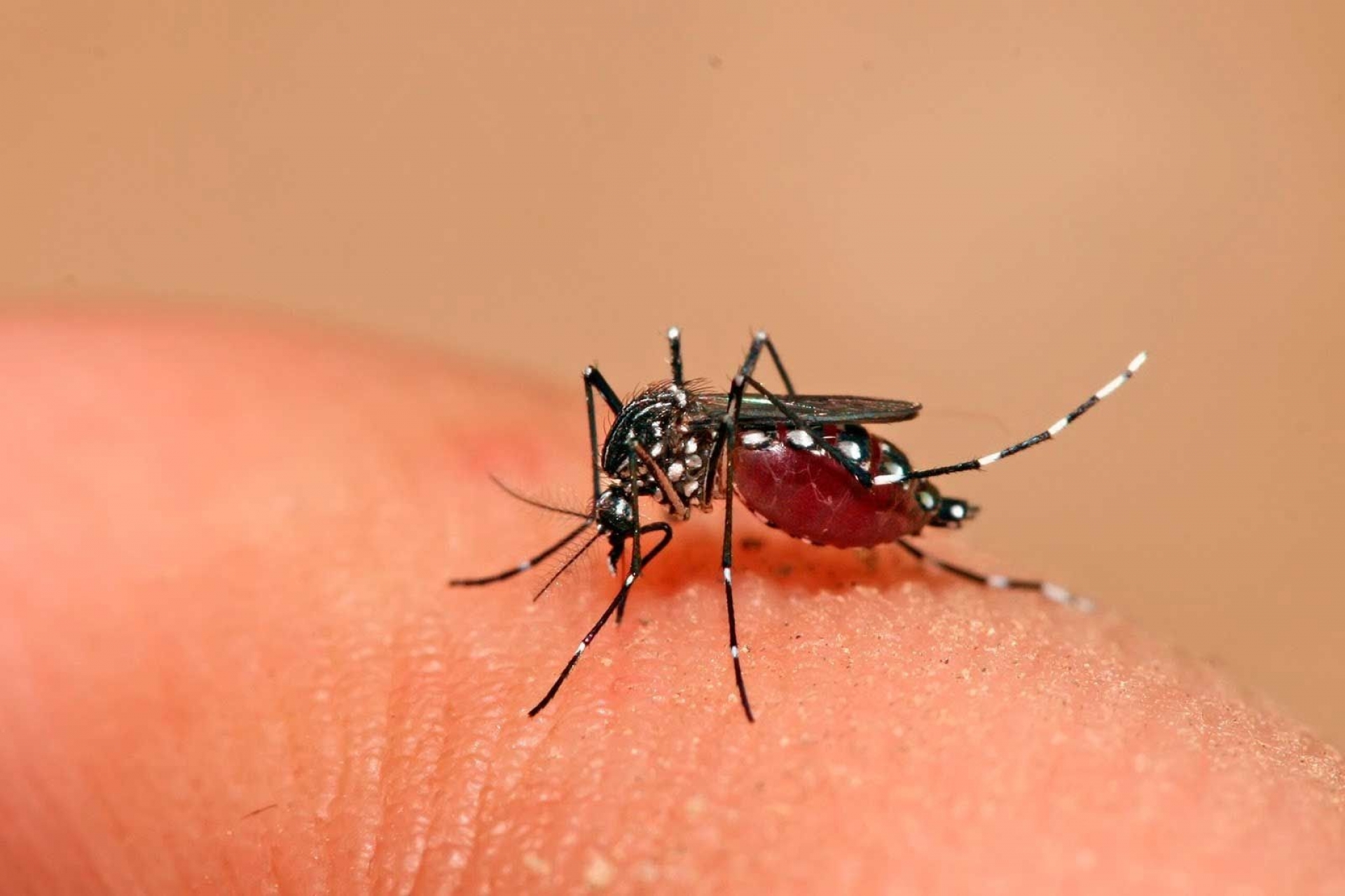 Ya van 49 casos de dengue hemorrágico