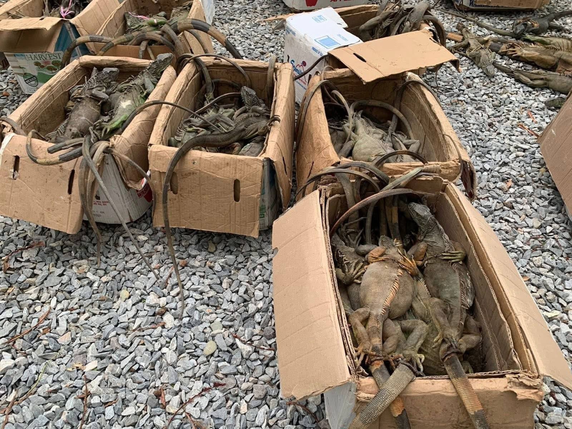 Recuperan 192 iguanas verdes en Oaxaca; investigan posible tráfico ilegal