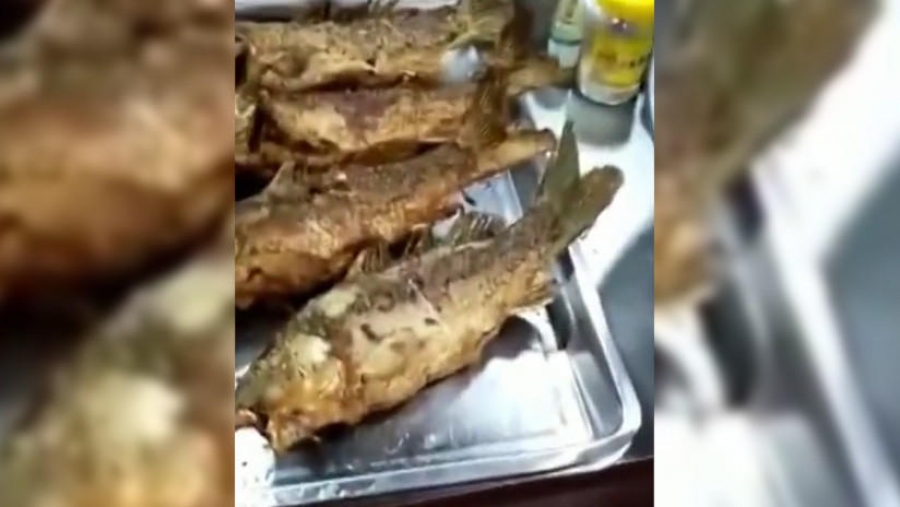 VIDEO: Sigue vivo, después de haber sido frito