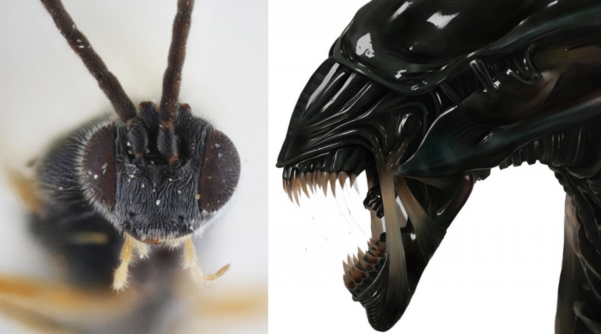 Nombran nueva especie de avispa en honor de Alien por su horrible forma de madurar