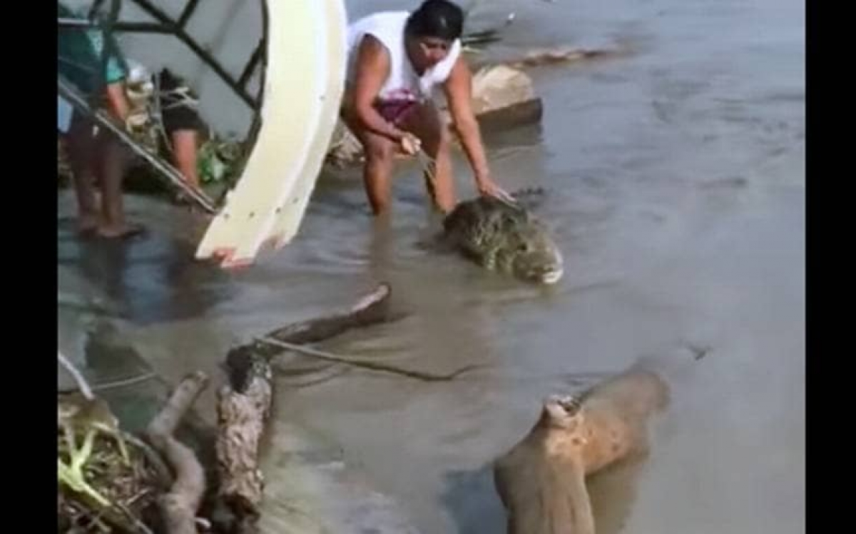 Mujer arriesga la vida para rescatar a su cocodrilo mascota