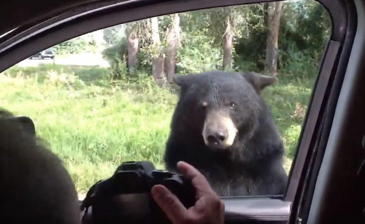 El aterrador momento en que un oso abre la puerta de tu auto