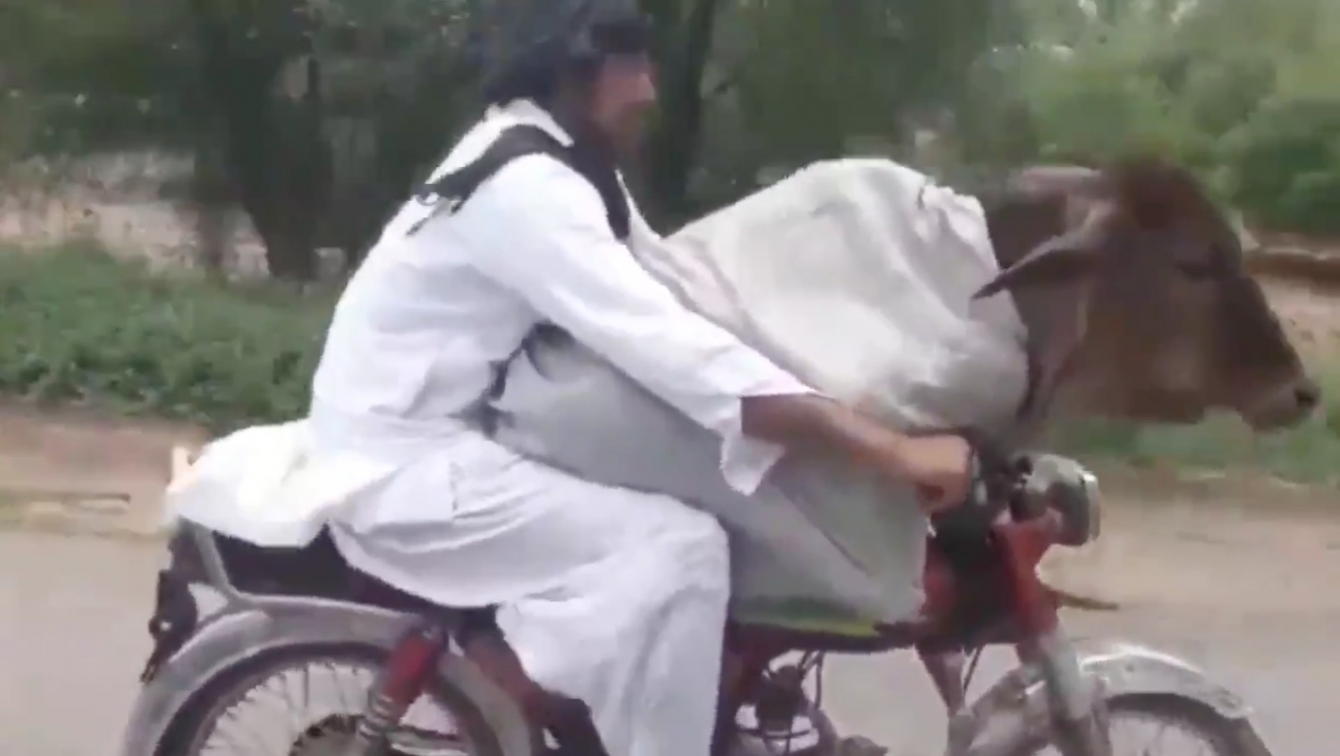 VIDEO: Pasea a una vaca en ¿una moto?