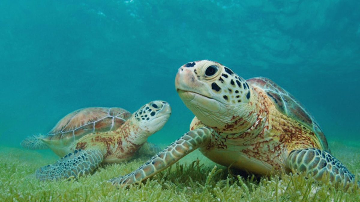 La forma de comunicación ‘secreta’ de 50 animales marinos que se creía eran silenciosos
