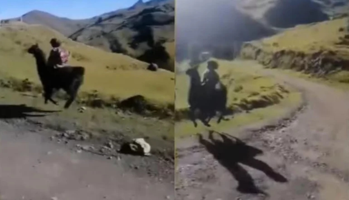 A toda velocidad, niño monta su llama para llegar a la escuela