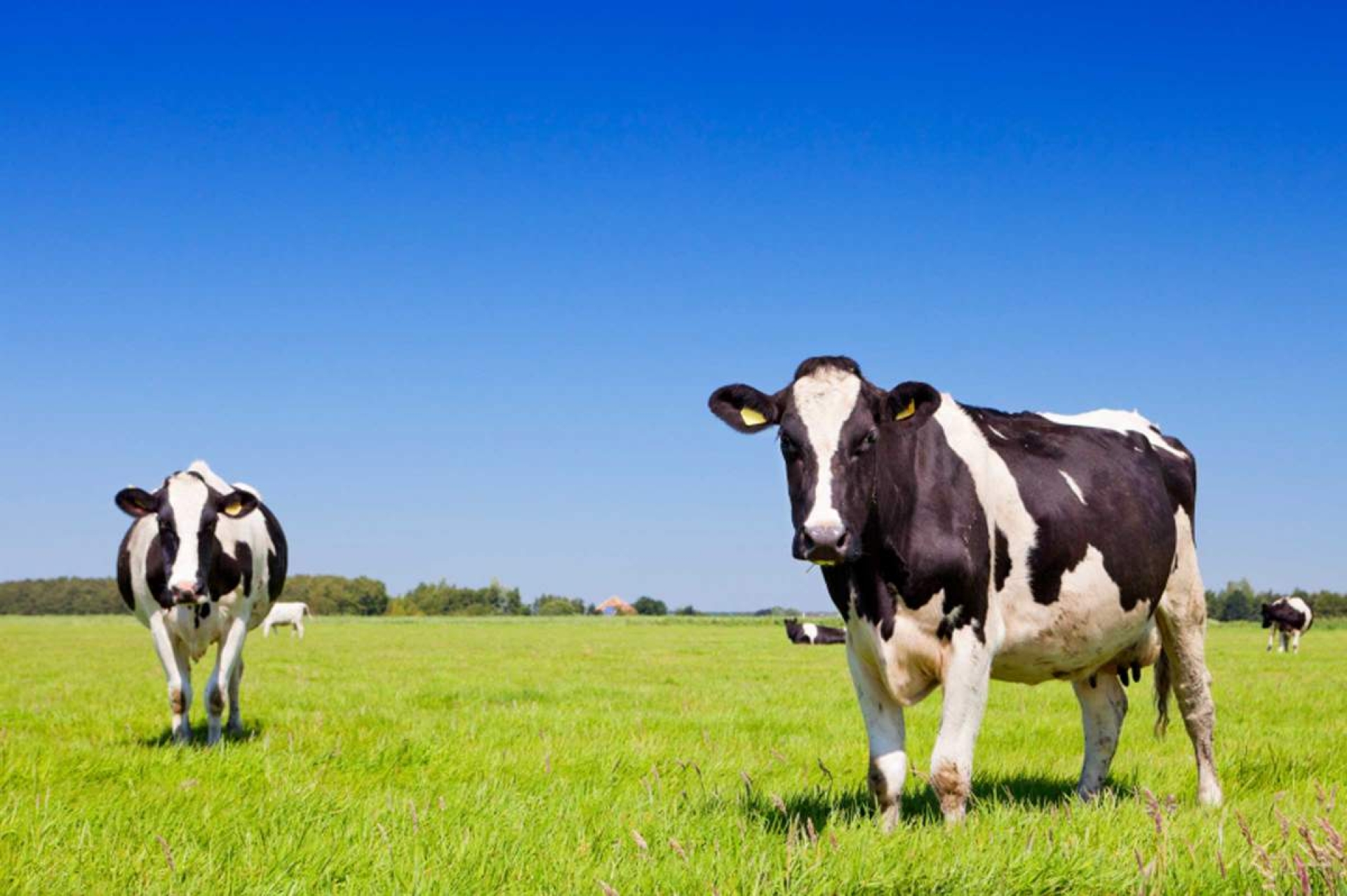 Reflexiones sobre la autosuficiencia alimentaria