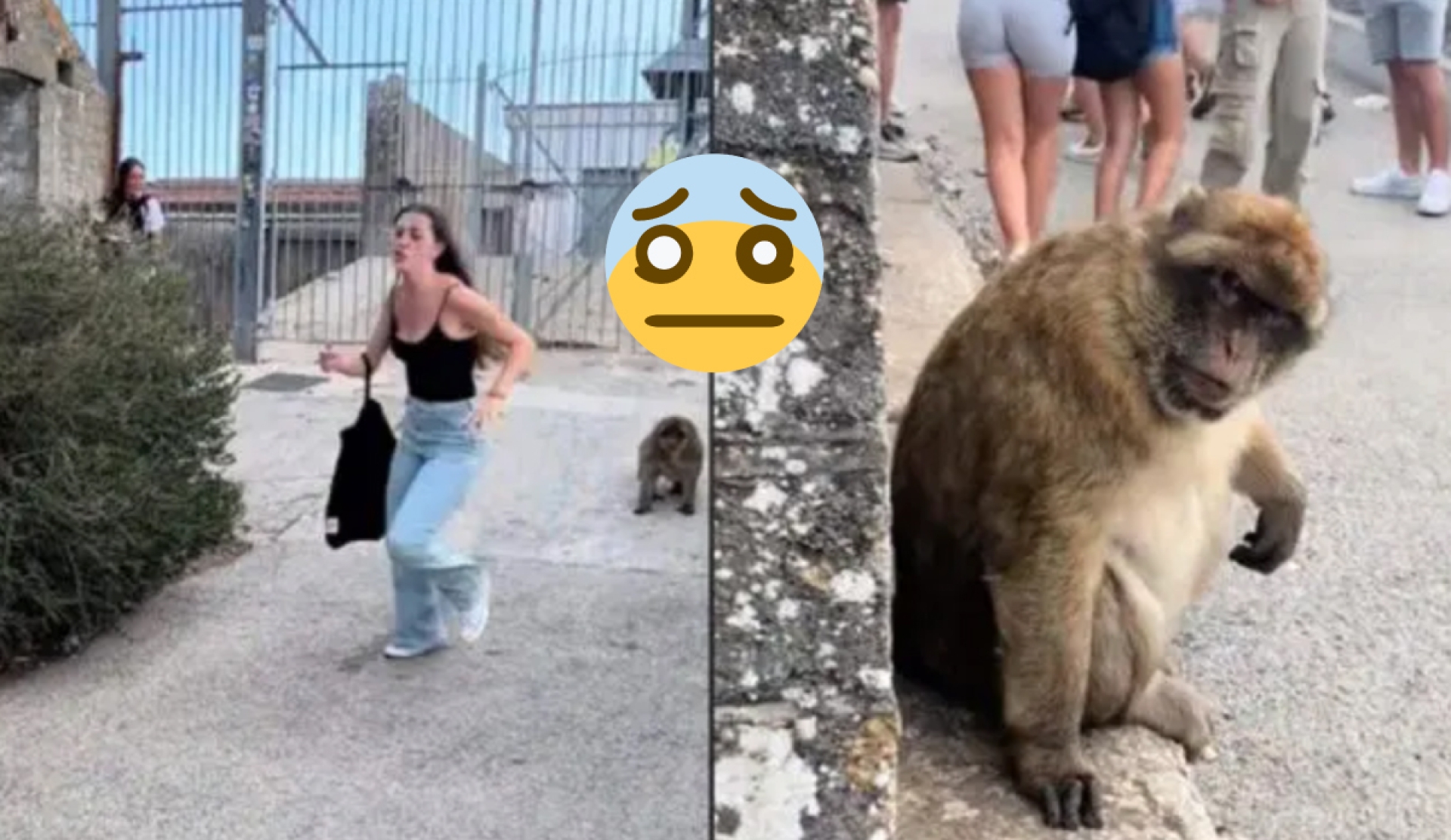 'No mires a los monos a los ojos': una joven se vuelve viral en TikTok tras ser perseguida en Gibraltar