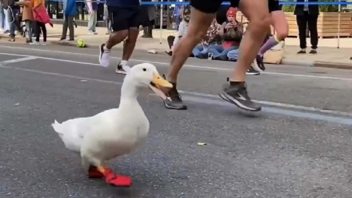 Pato corre en un maratón de Nueva York y se vuelve viral